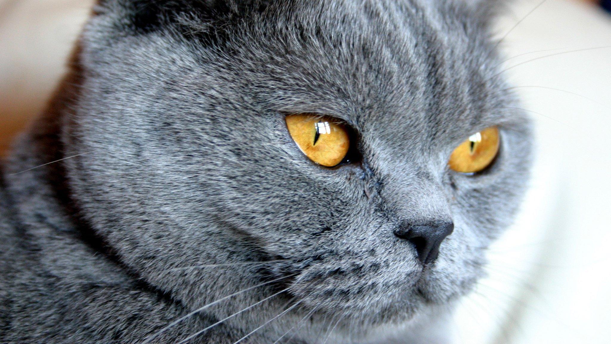 Mollie the short haired Persian Blue cat