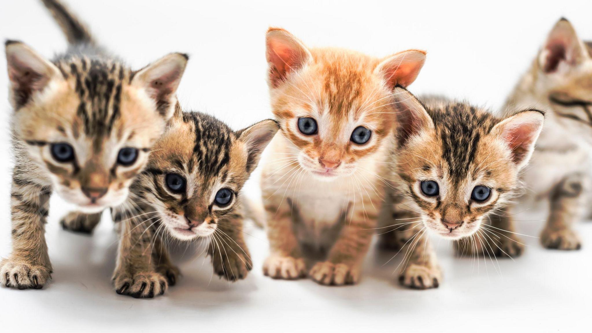 5 kittens - ginger and mixed