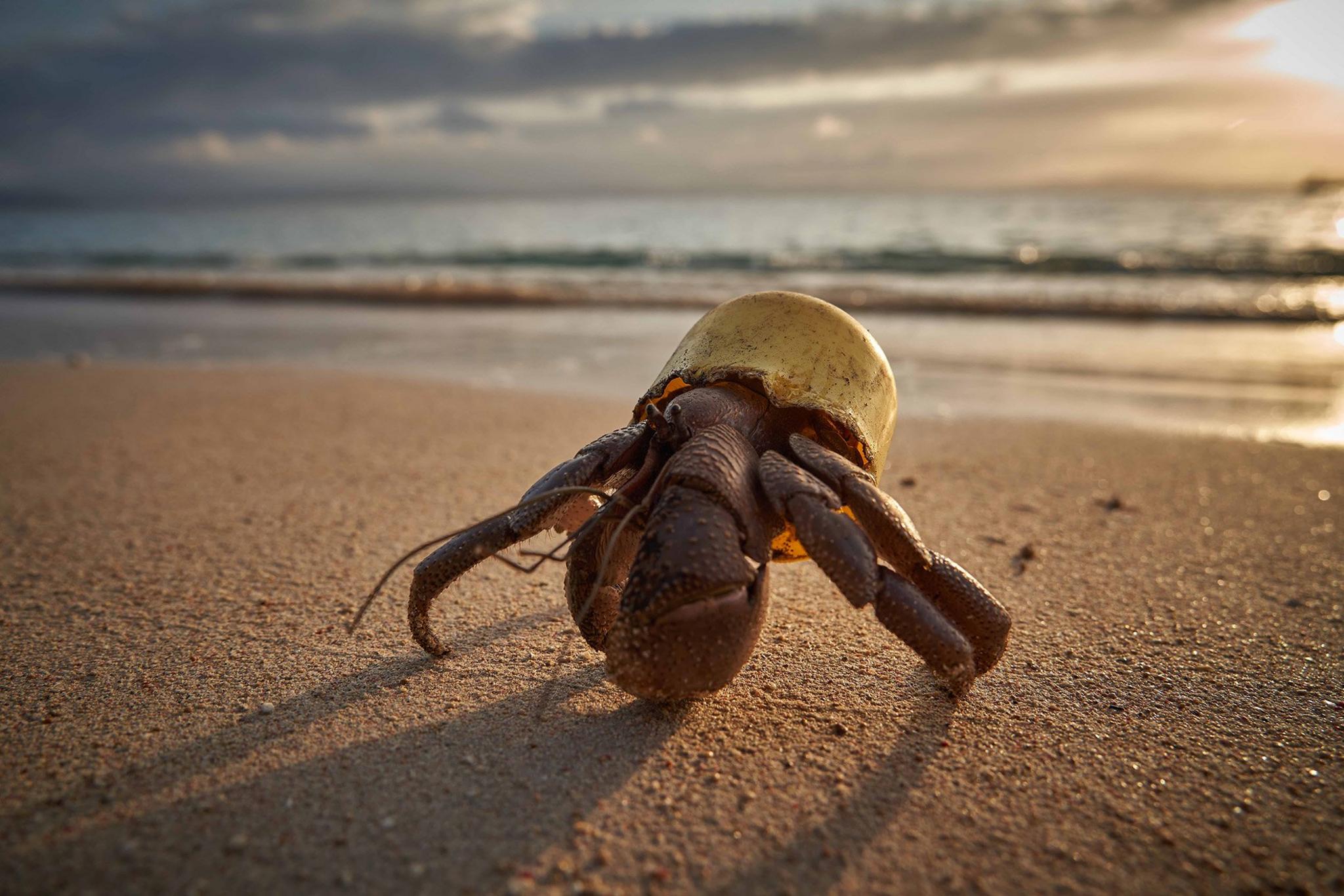 Hermit crab in a plastic bottle cap