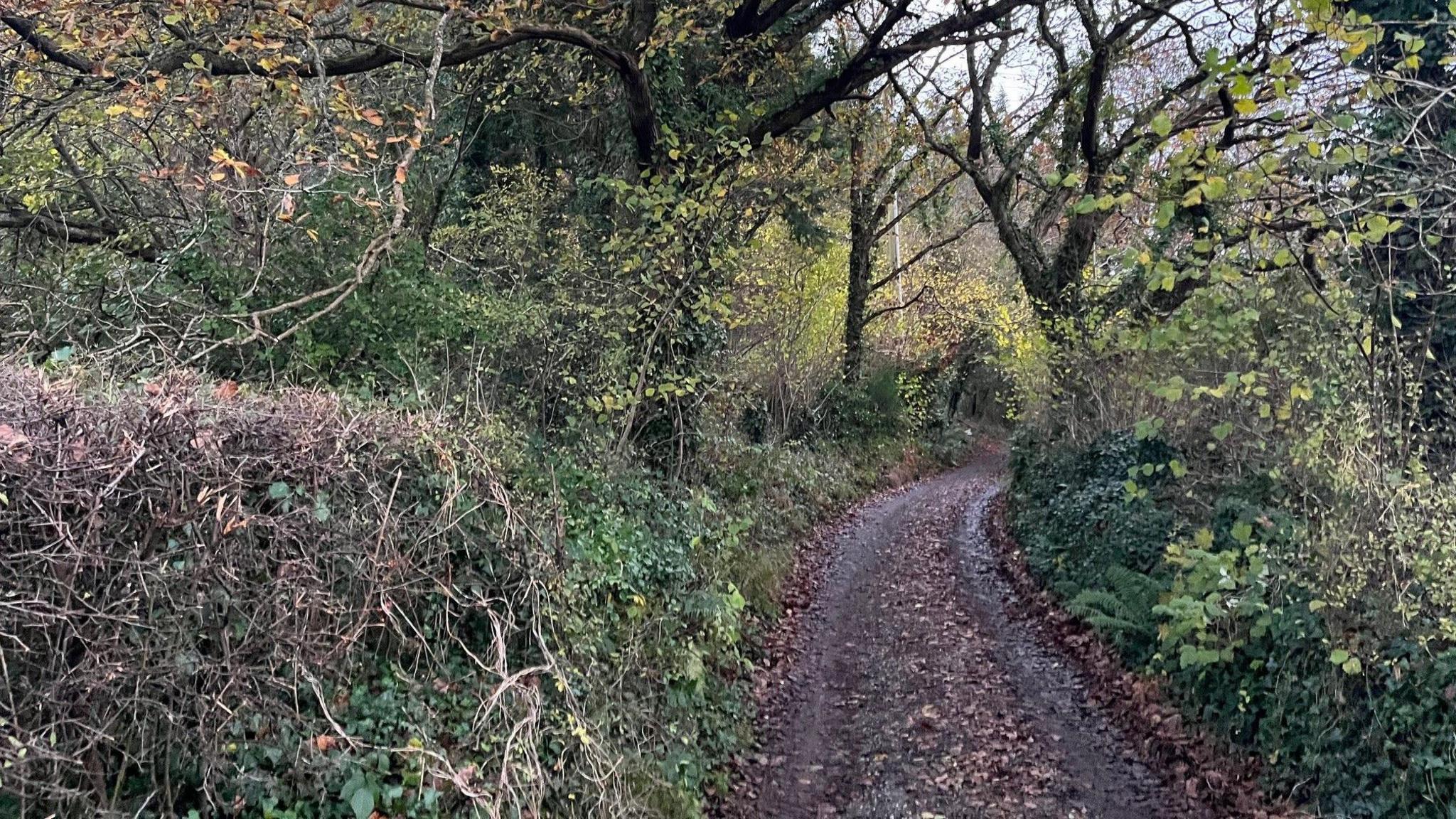 Woods near Maenan in the Conwy valley in Conwy county.