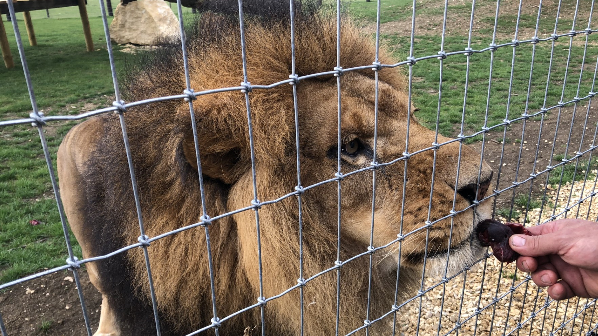 Lion eating deer shoulder