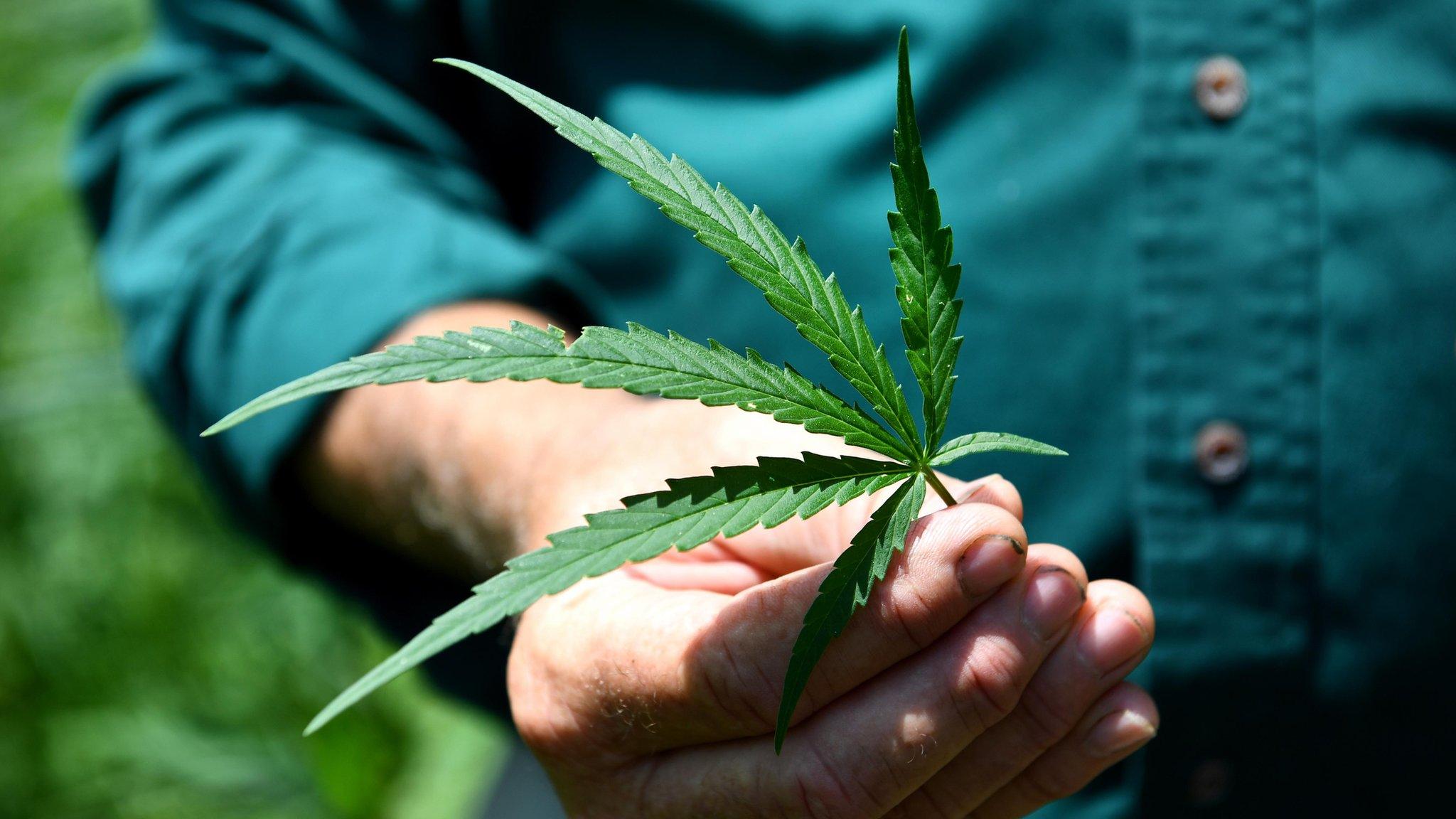 A farmer holding a hemp leaf