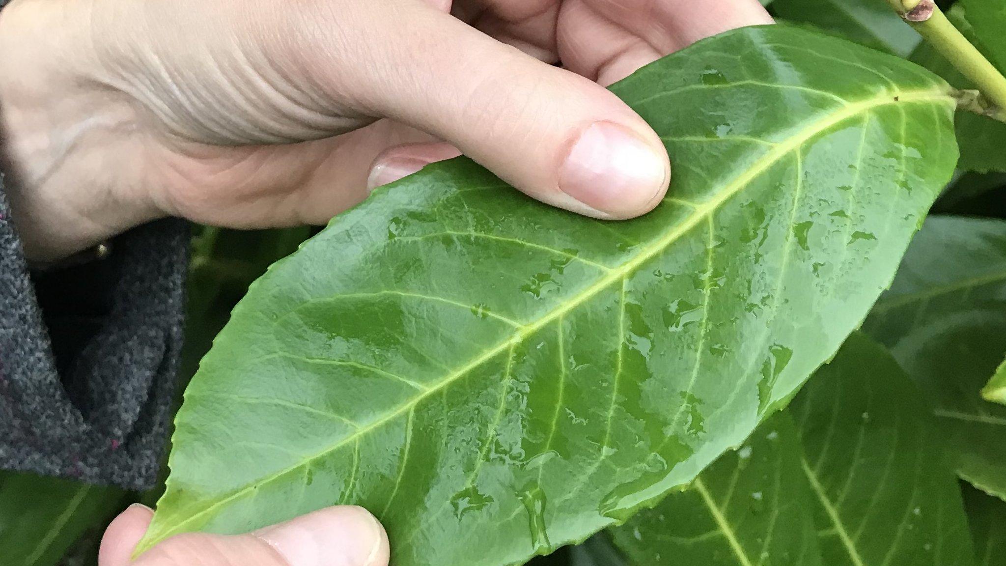 Laurel leaf