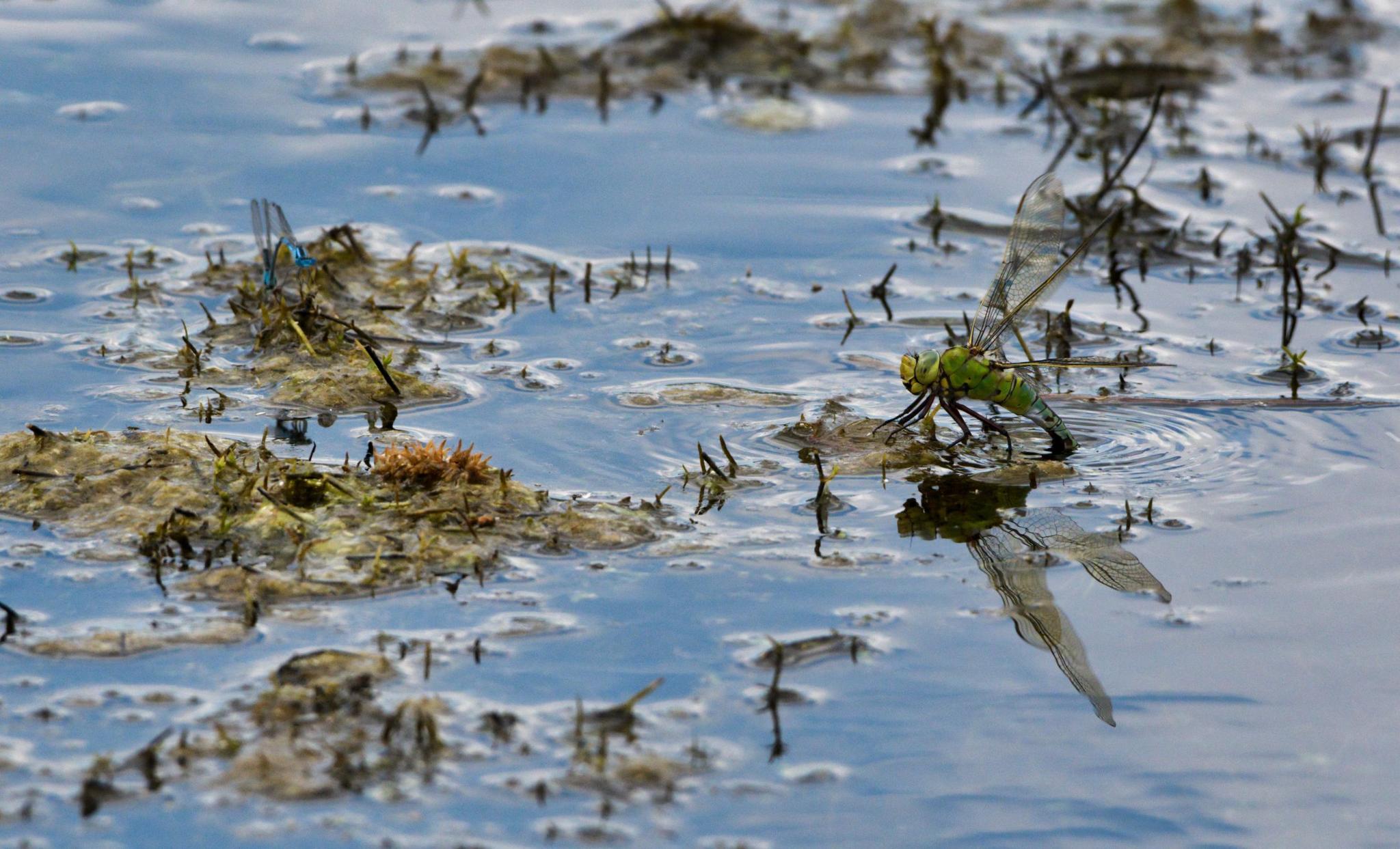 Dragonflies on an English lake in the Fenlands.