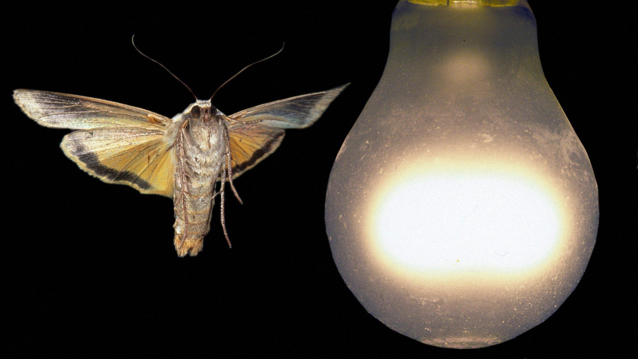 Moths