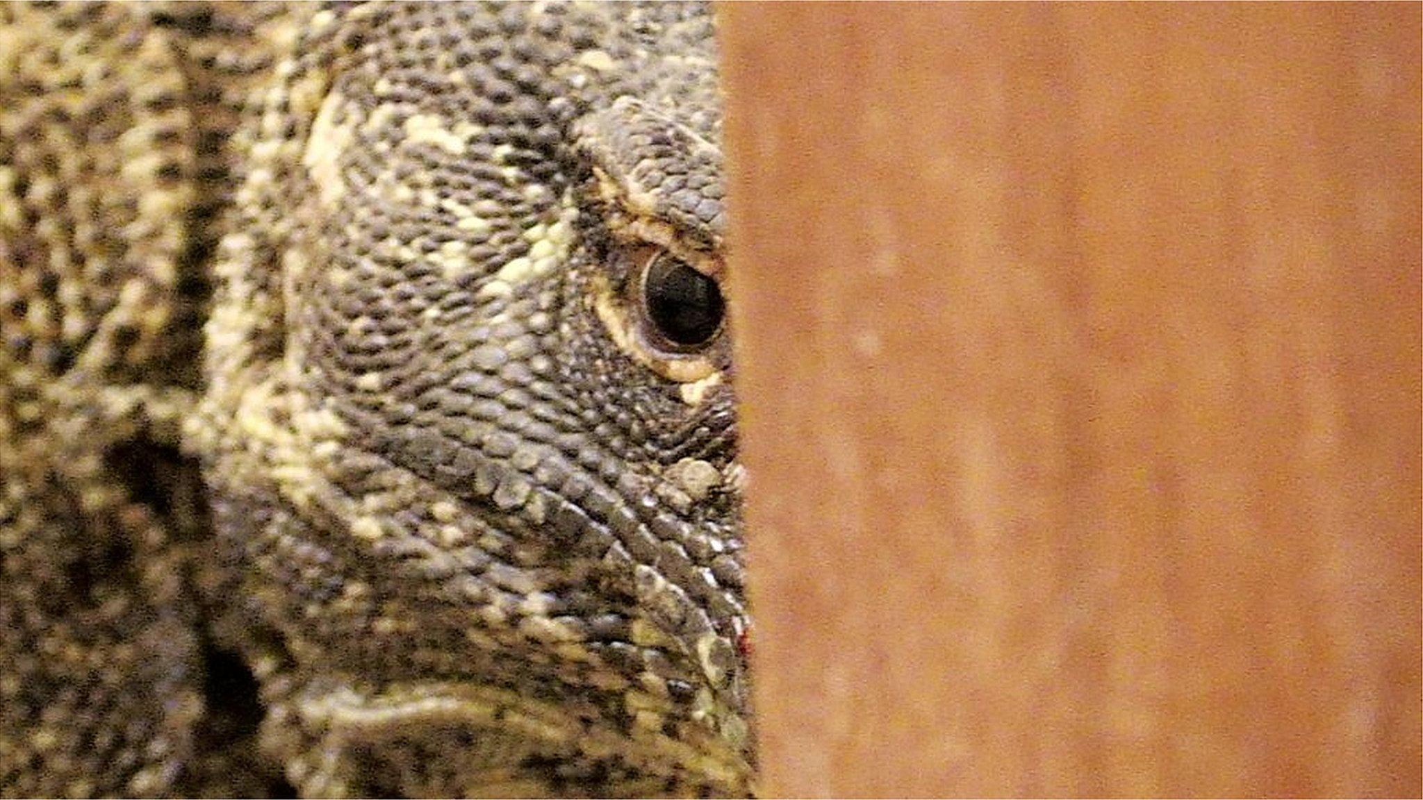 Komodo dragon behind bathroom door