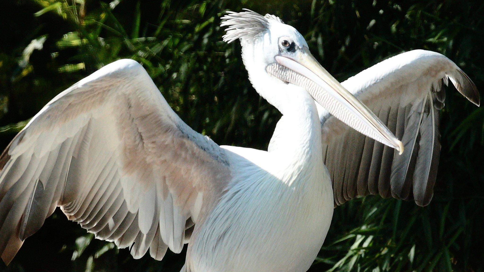 pelican