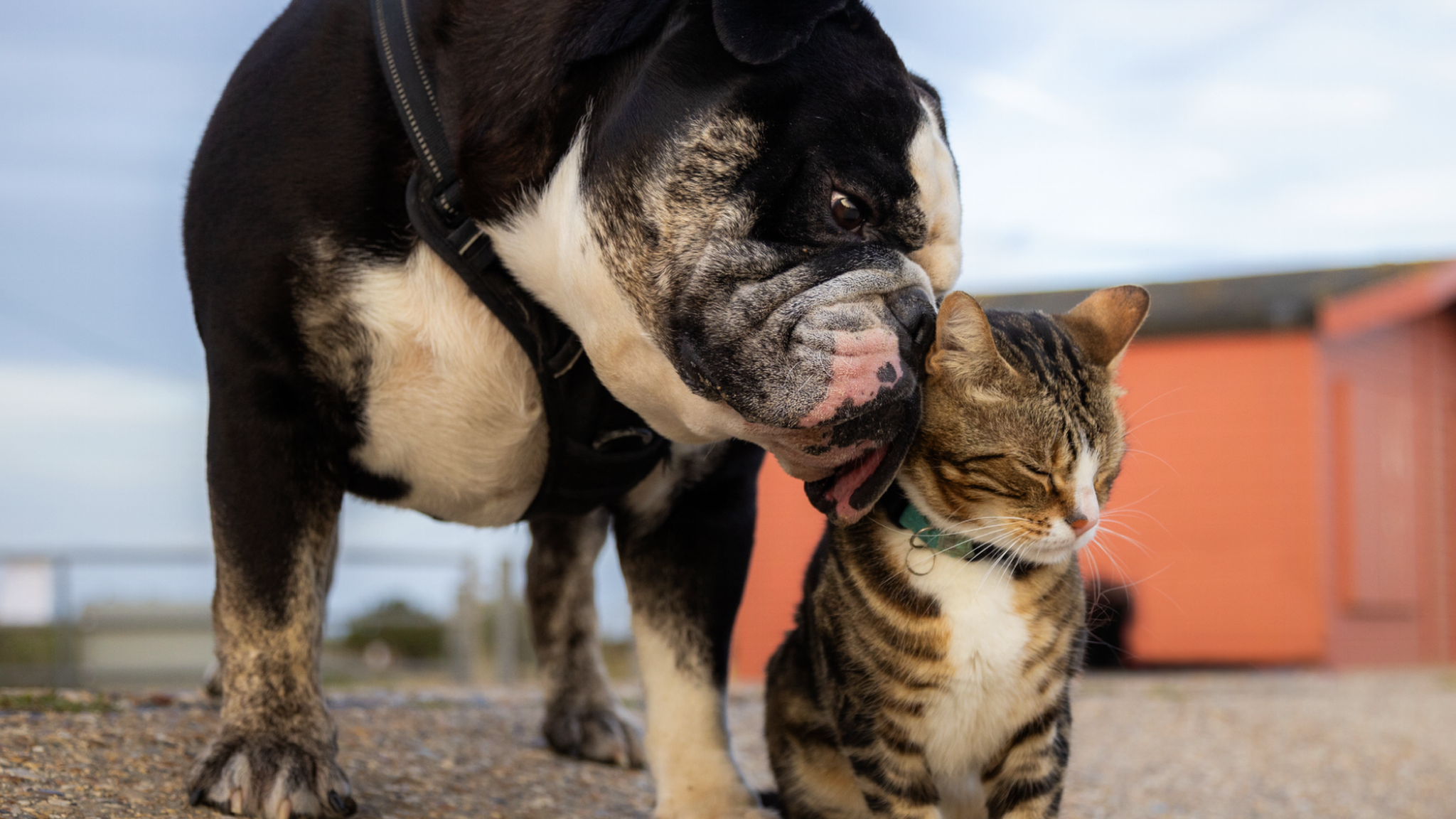 Max the cat meets a dog.