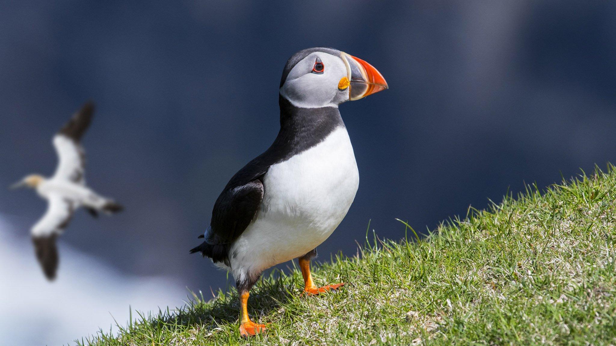 Atlantic puffin