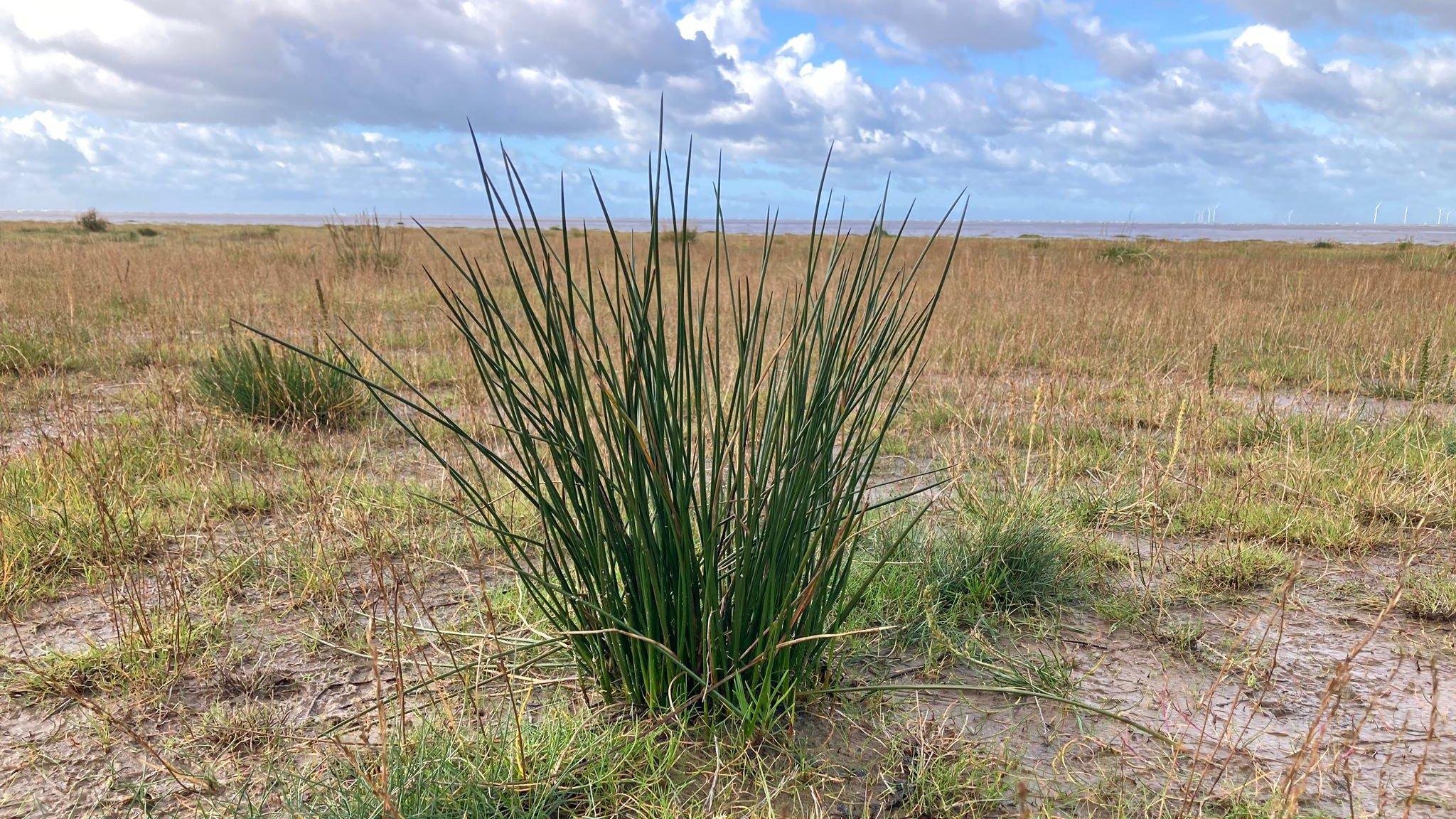 Vegetation on the beach