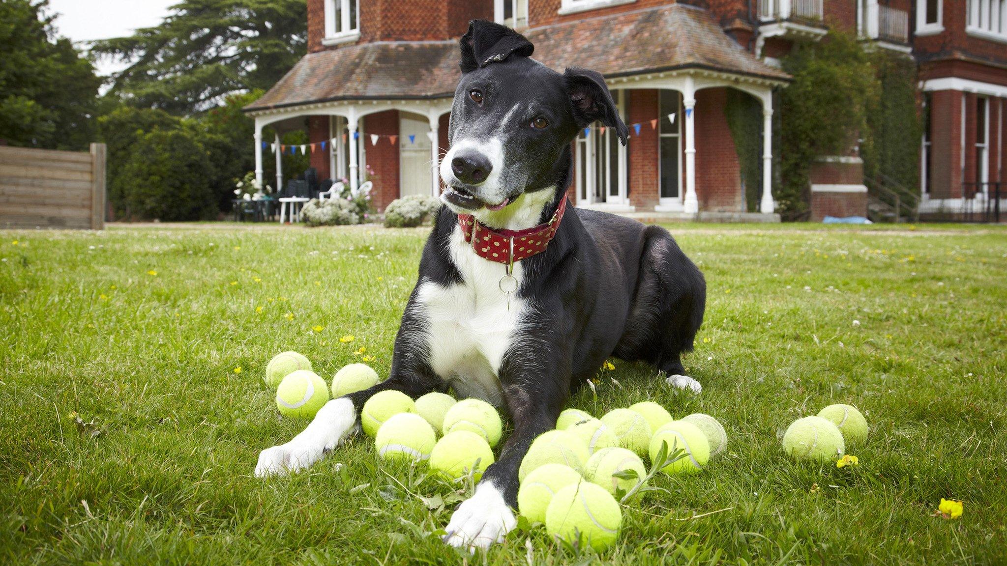 Bud, the Greyhound Collie cross from Battersea Dogs and Cats Home