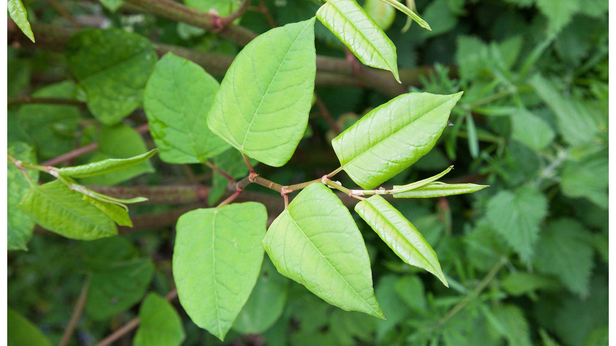 Japanese knotweed