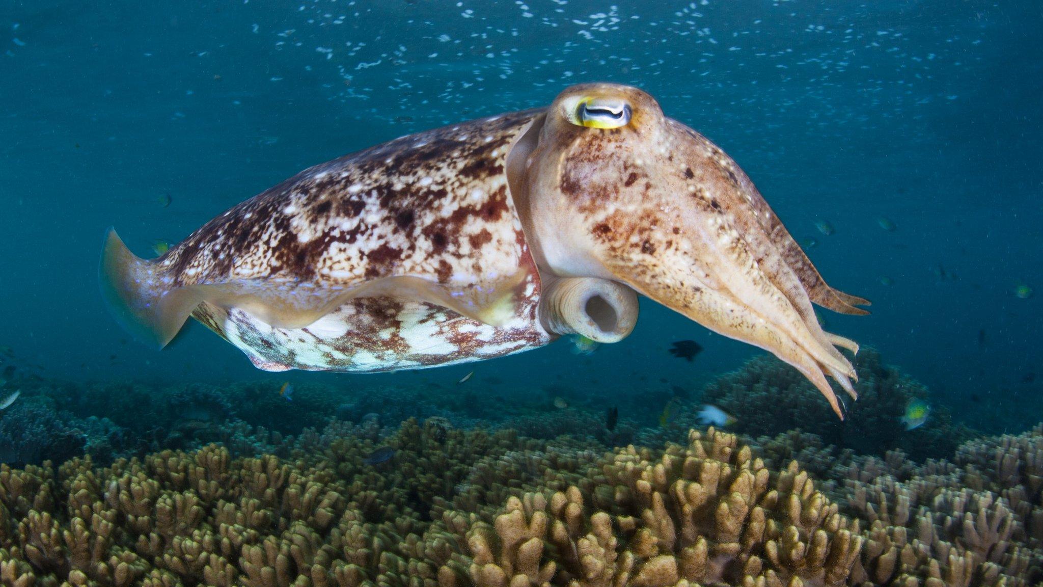 Cuttlefish