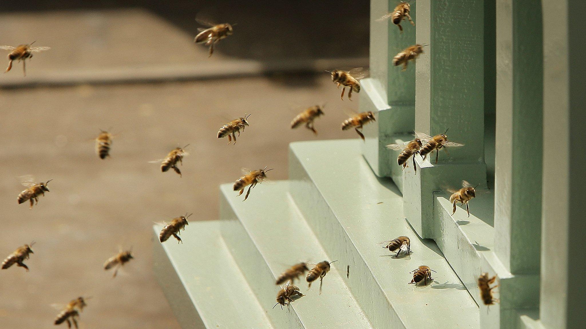 Bee swarm