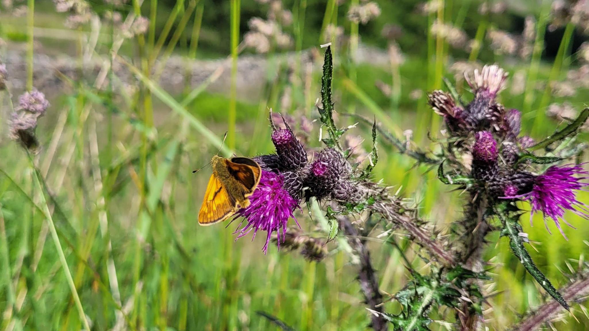 A yellow butterfly on a purple flower. The background is out of focus but shows long blades of grass.