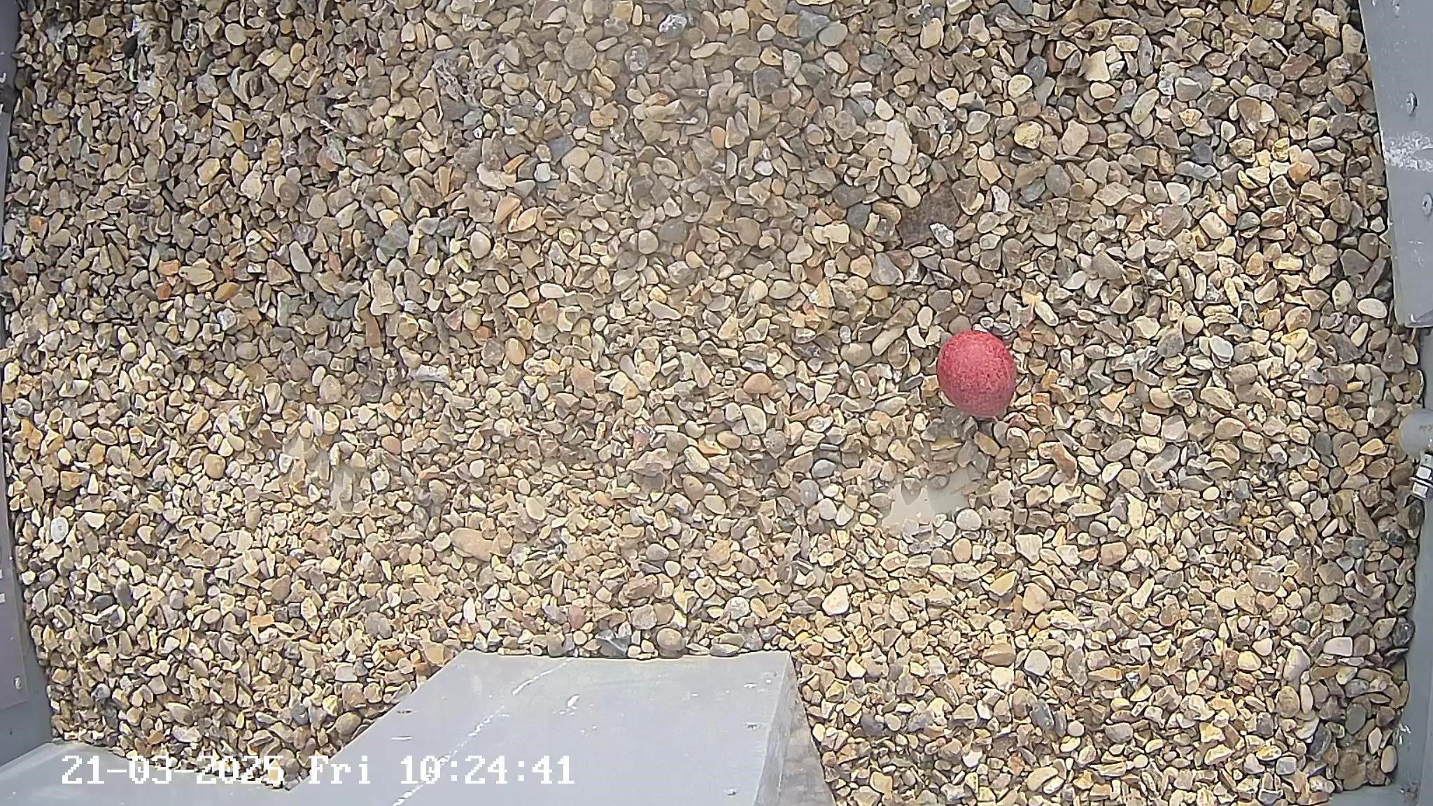 A webcam image of single red egg surrounded by gravel. 