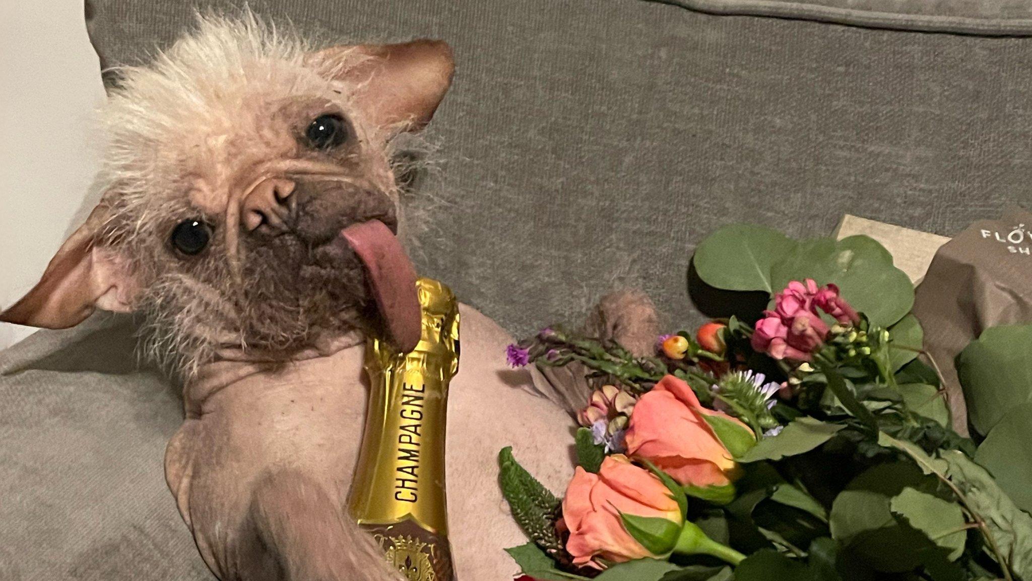 Dog with flowers and champagne