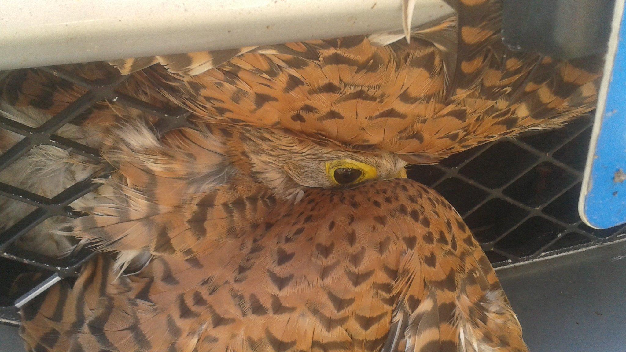 Kestrel in car grille