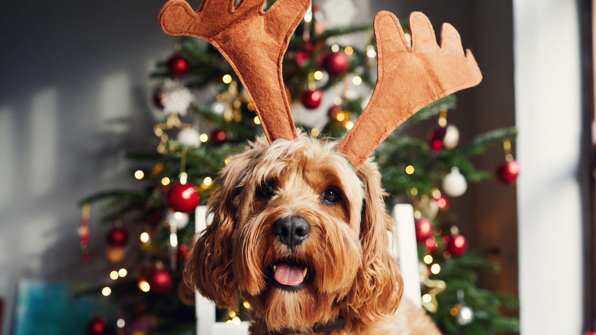 Dog with reindeer antlers on