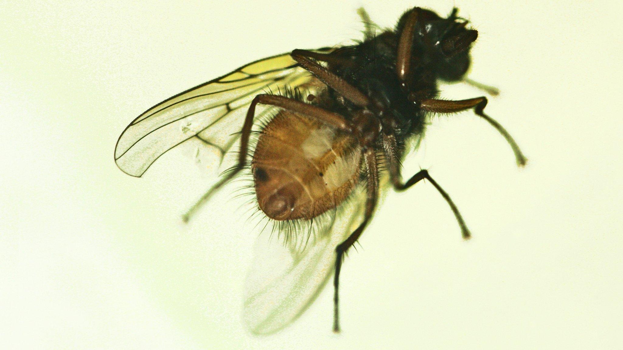 A fly