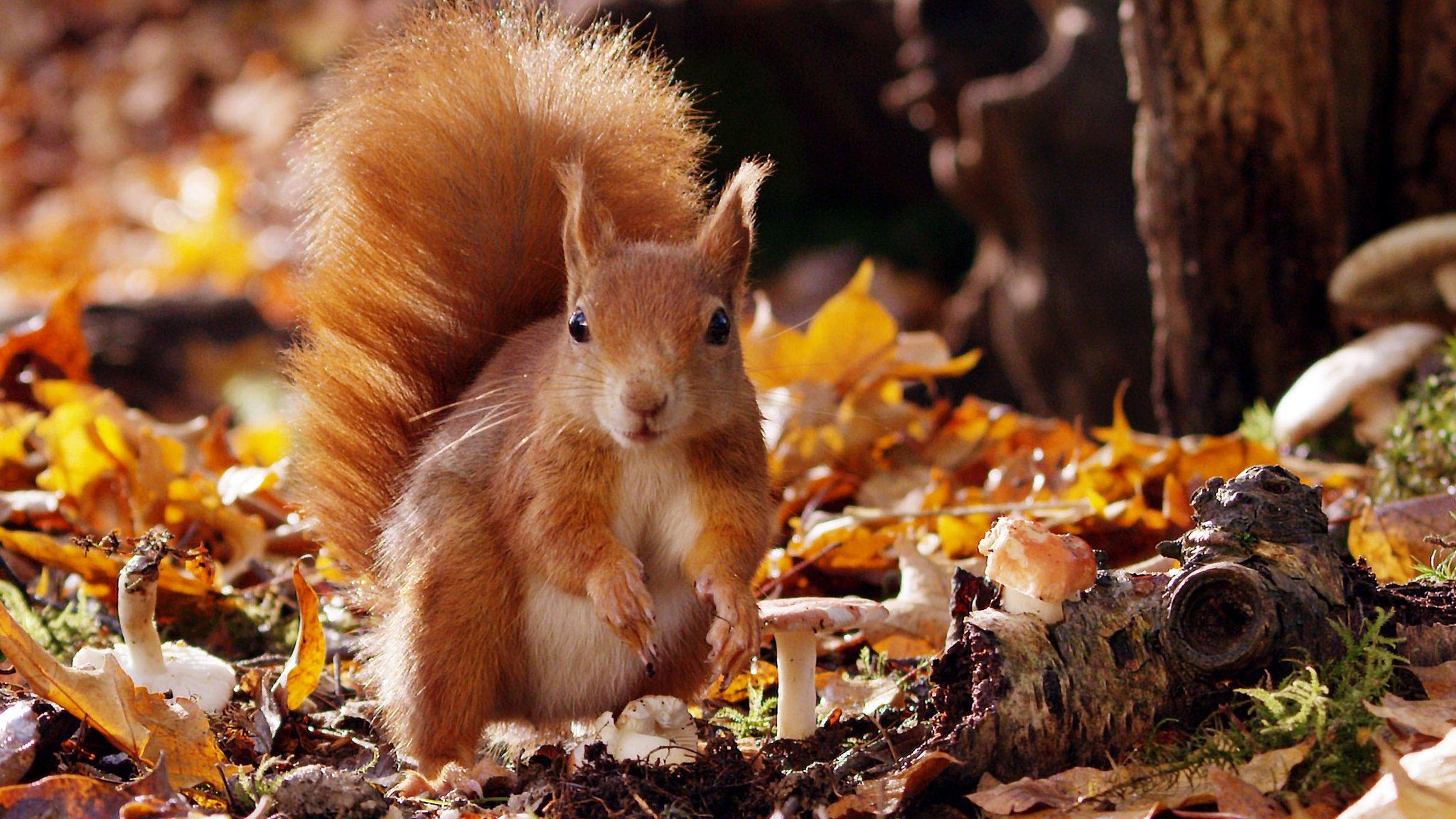 Red squirrel