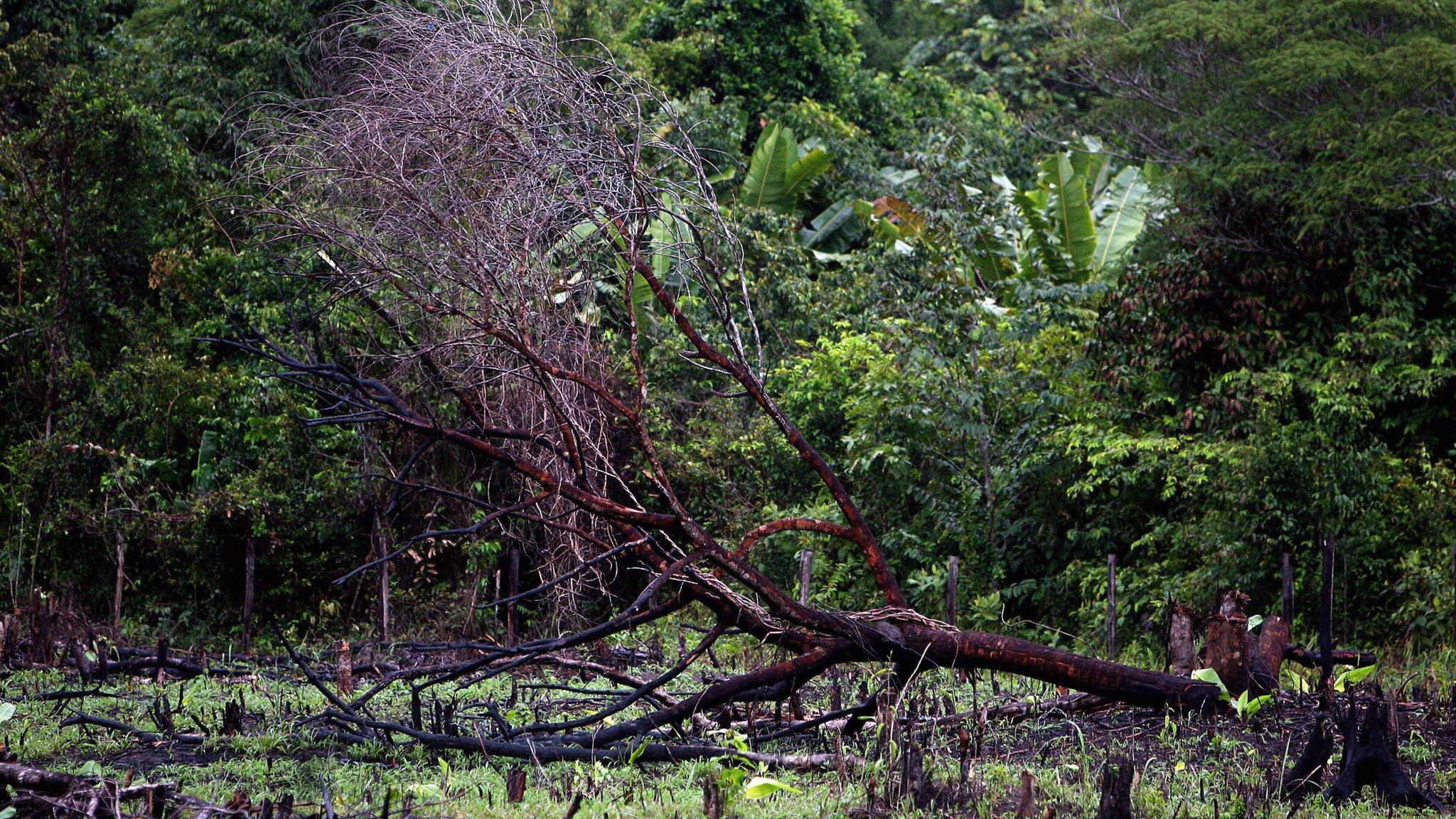 A burned tree lies on a road in the Amazon rainforest, 270km from Tailandia, in Para, northern Brazil, on February 26, 2008