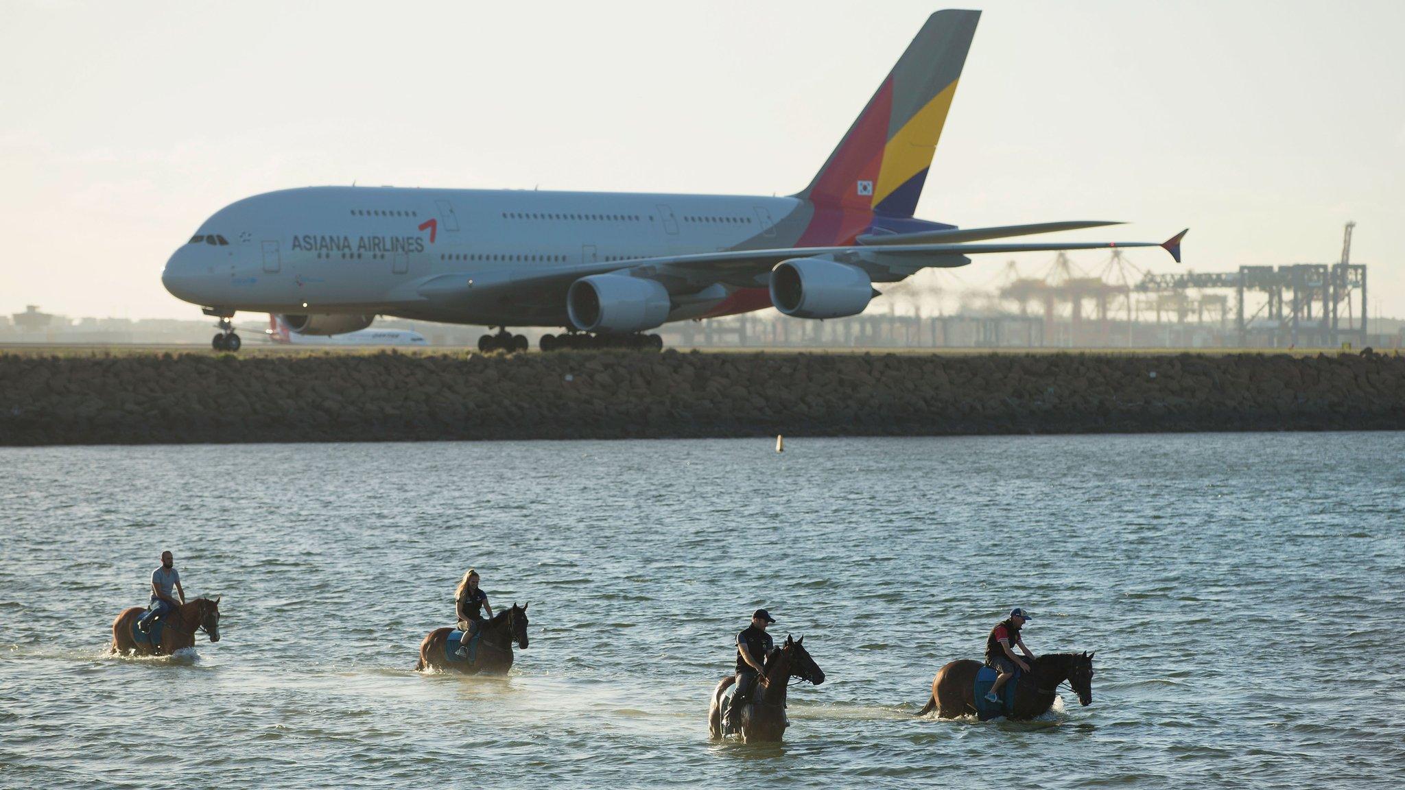 Dothraki, Redzel, Emperor's Way and Ravi swim at Botany Bay