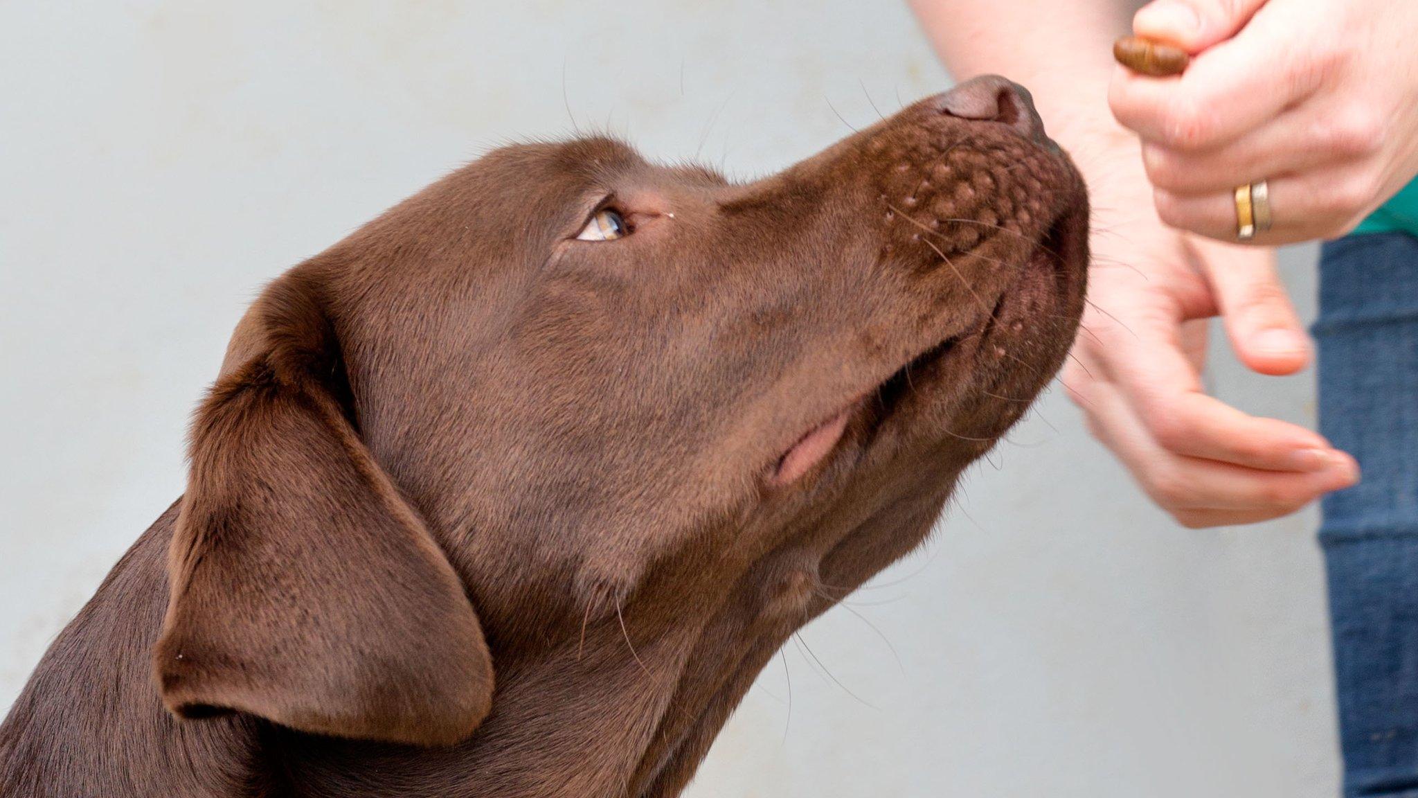 Cambridge study on the genes making people and Labradors obese - BBC News