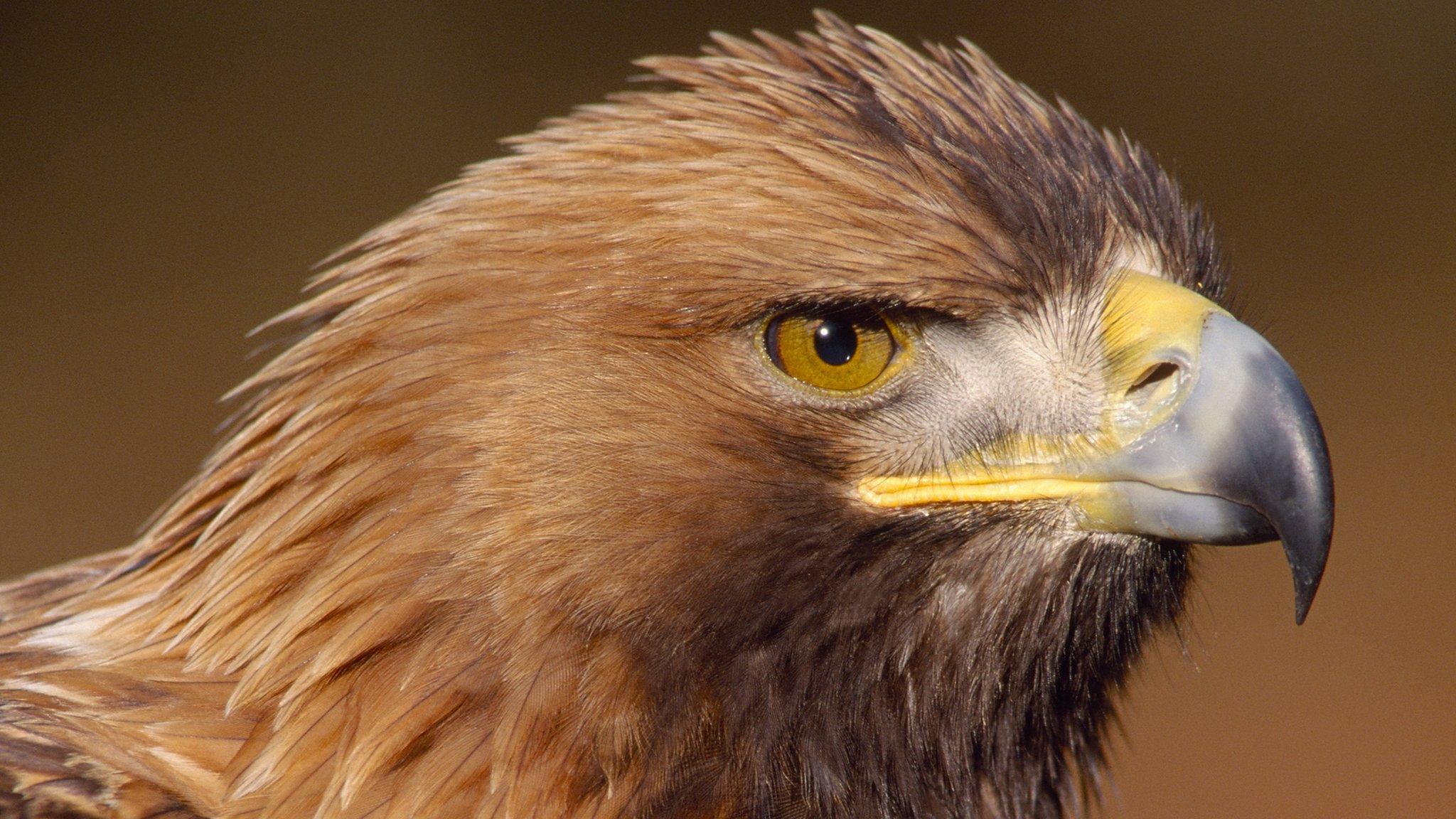 Golden eagle