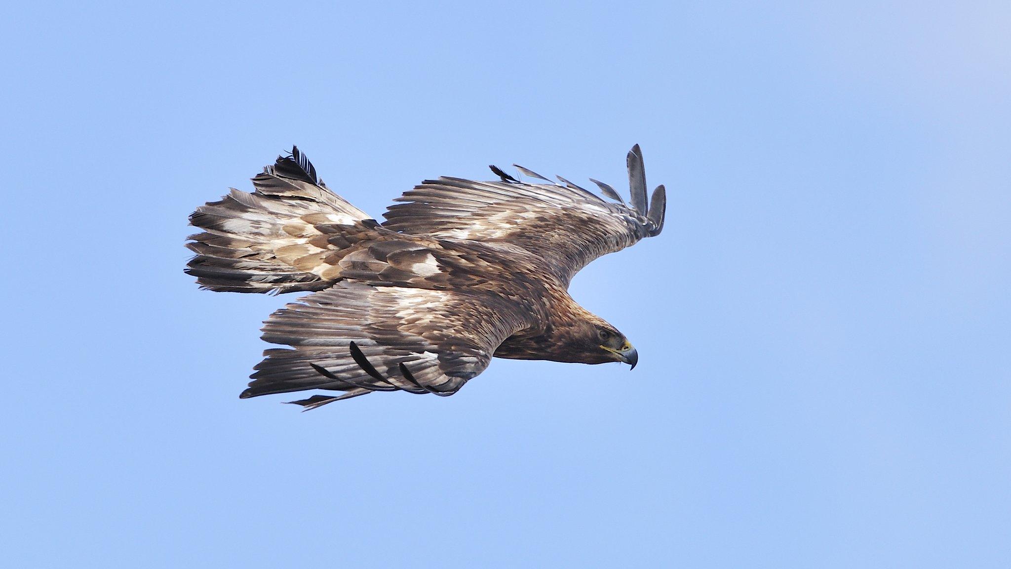 Golden eagle