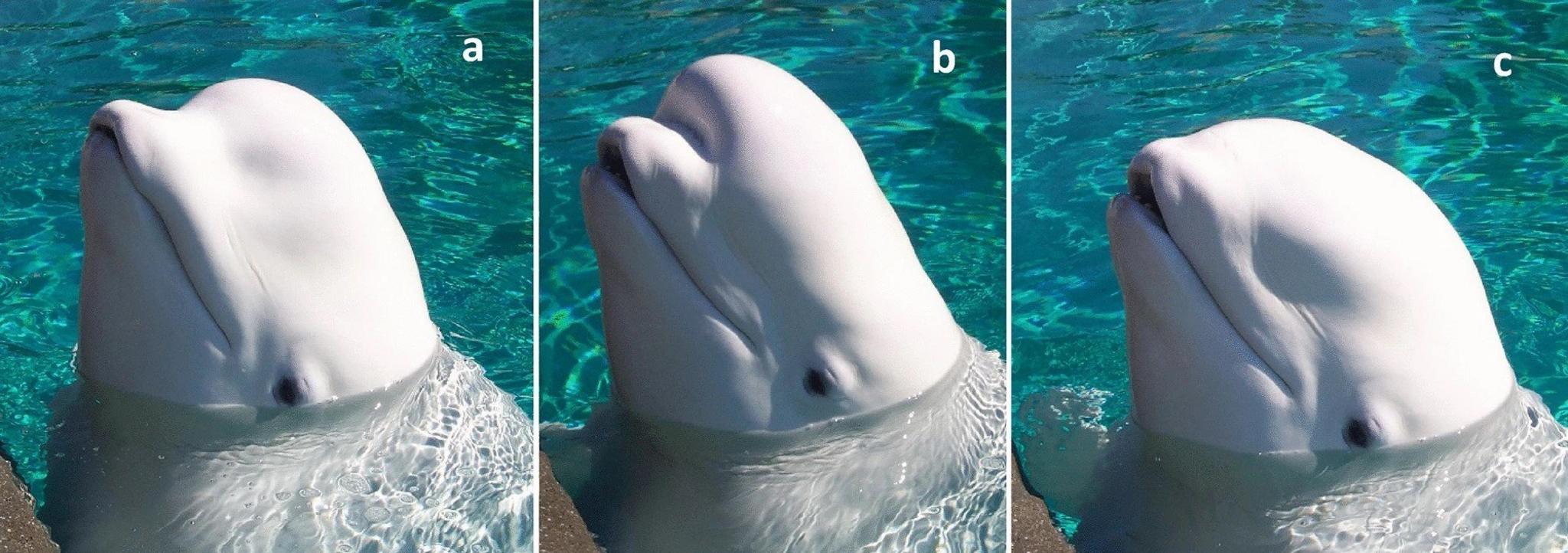 Whales making shapes with their head