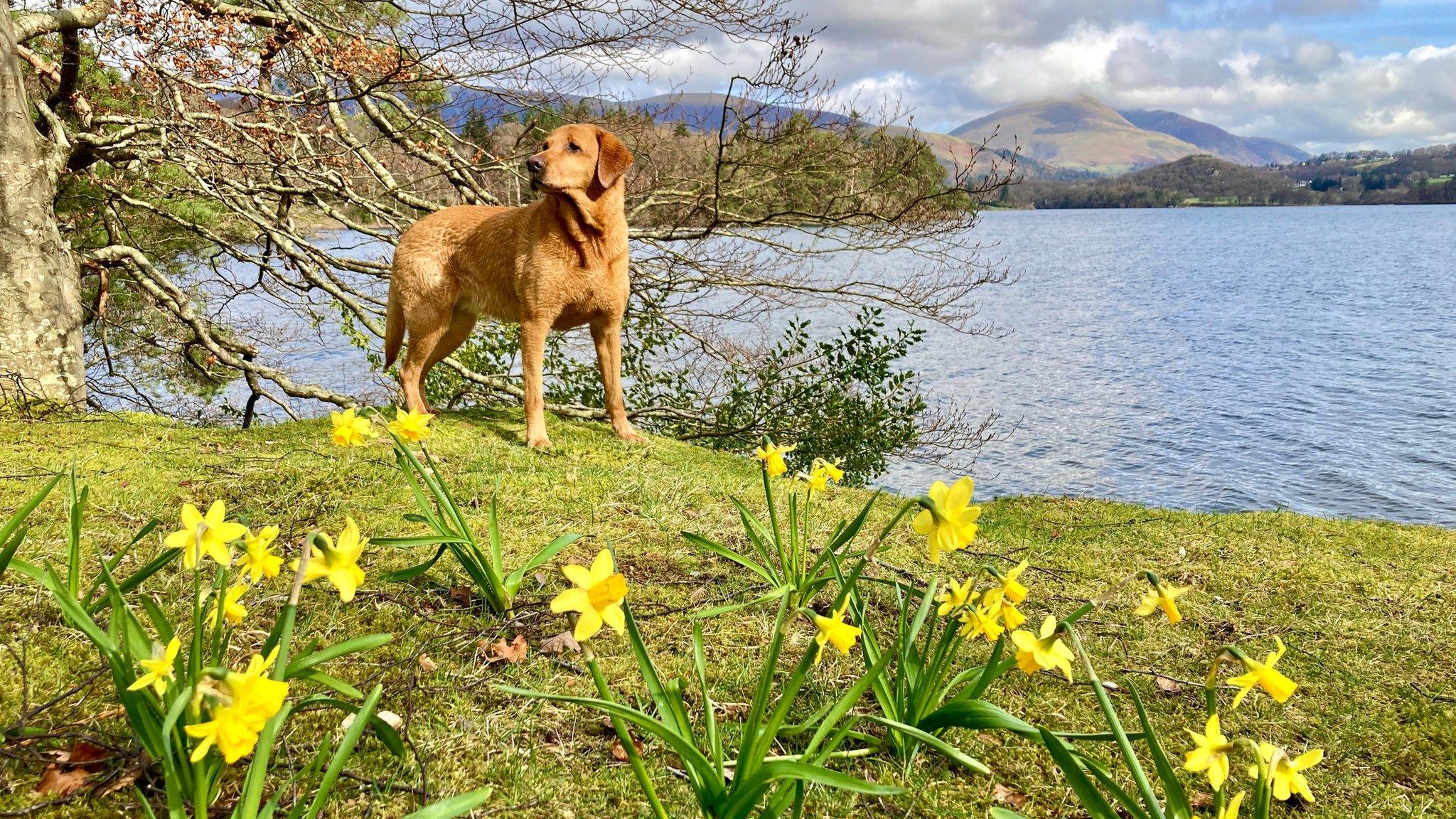 Dog amid daffodils in Keswick