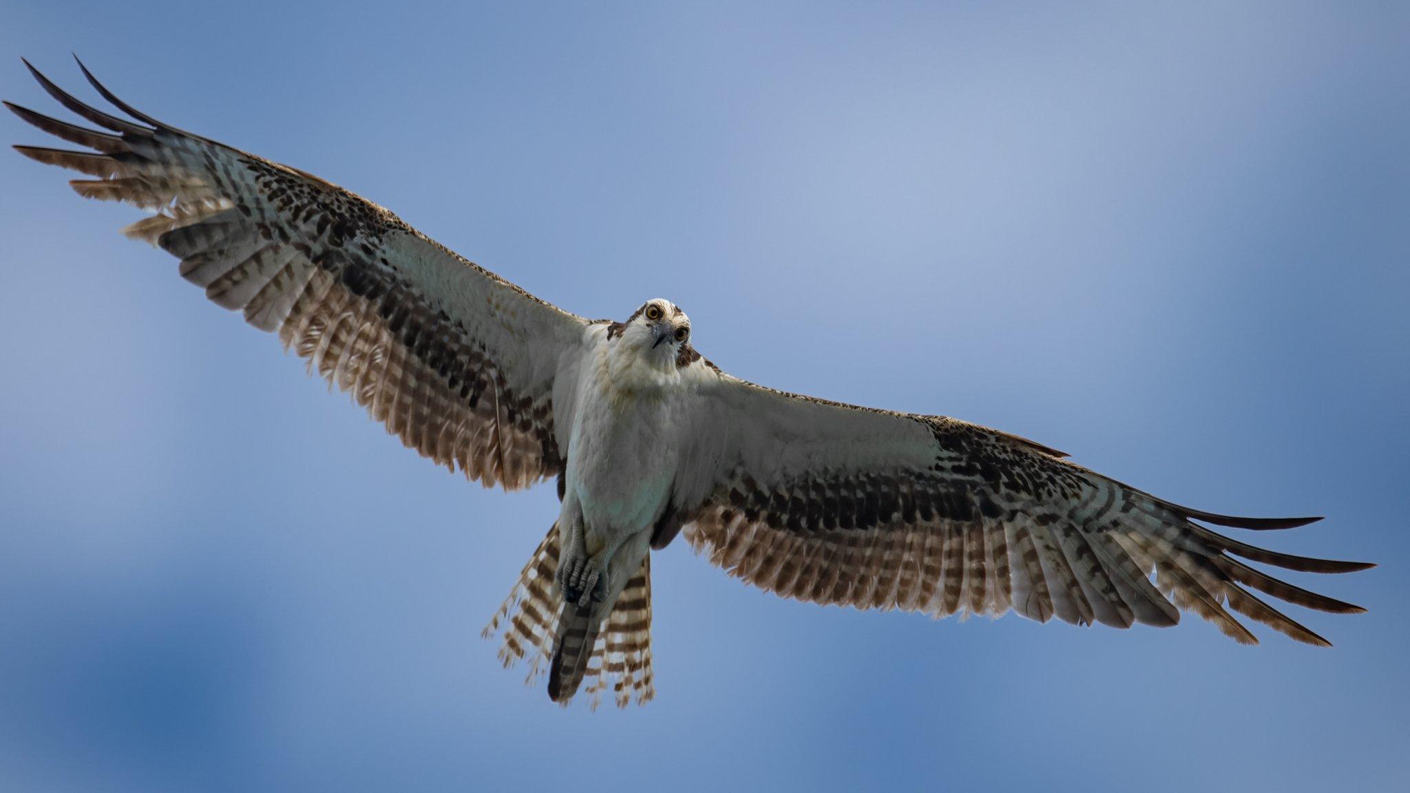 Osprey hunting.