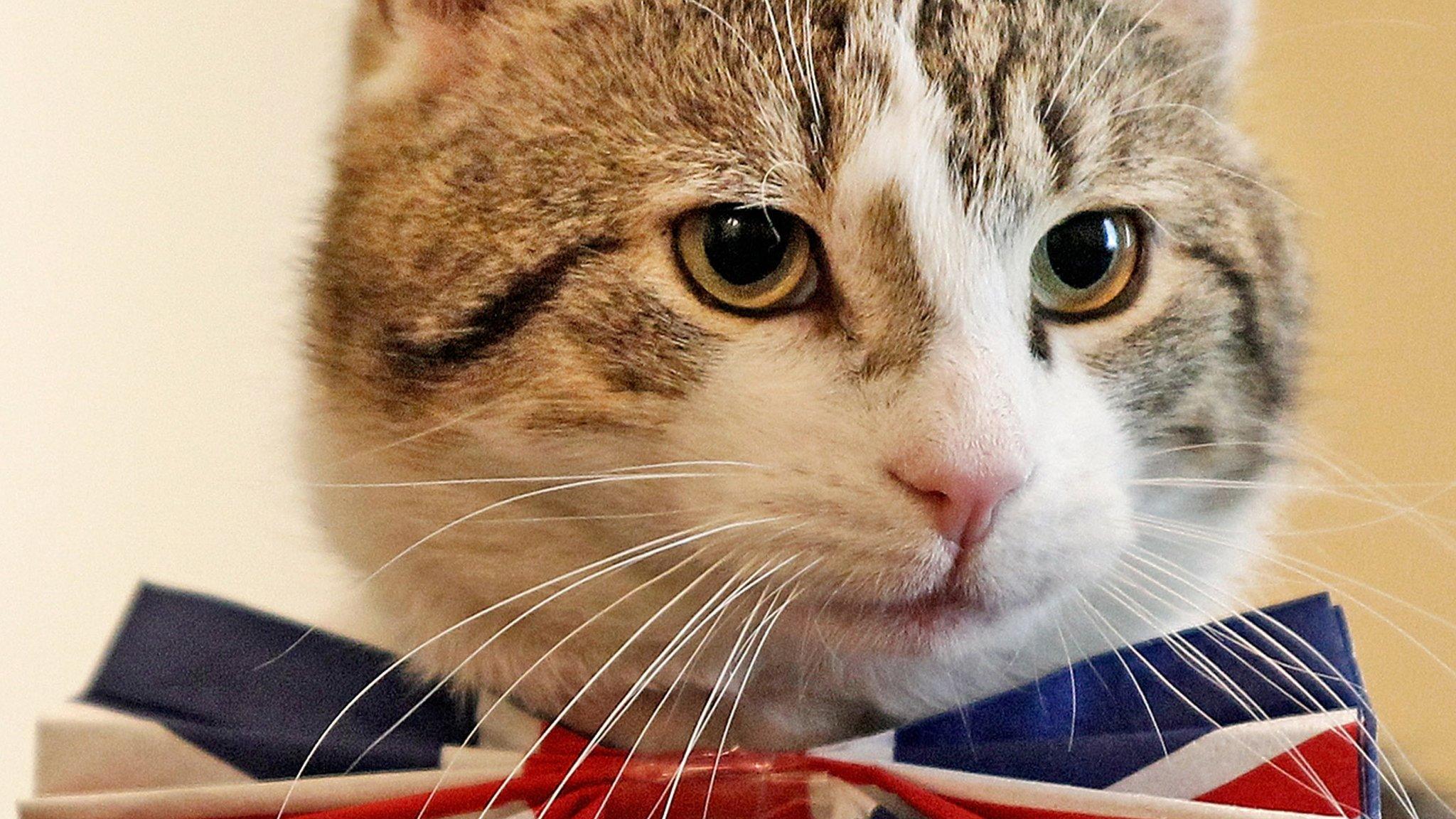 Larry the cat is Downing Street's chief mouser.