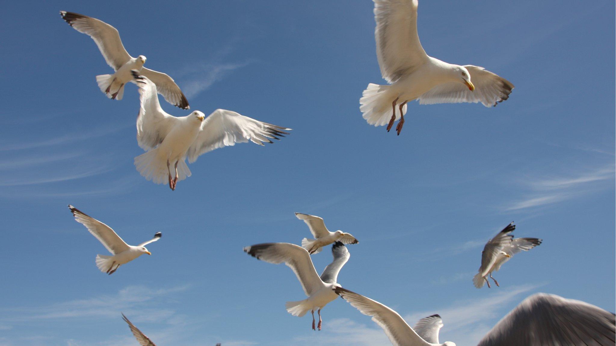 Seagulls