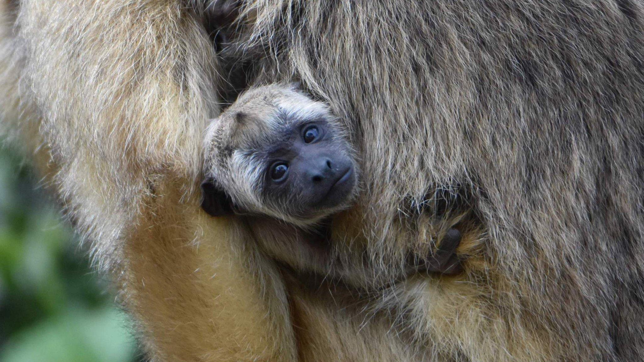 A newborn howler monkey clings to it's mum's fur