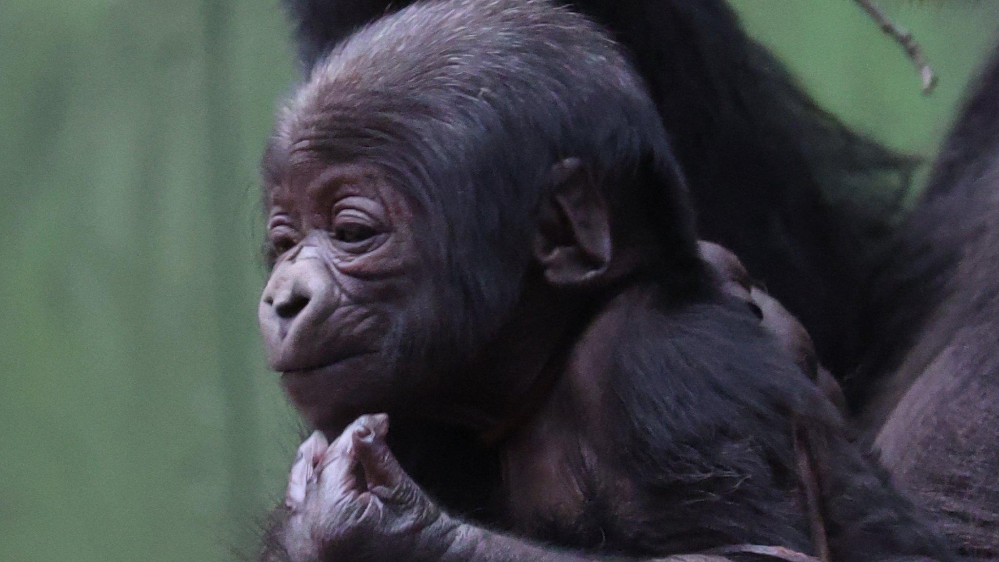 Baby gorilla