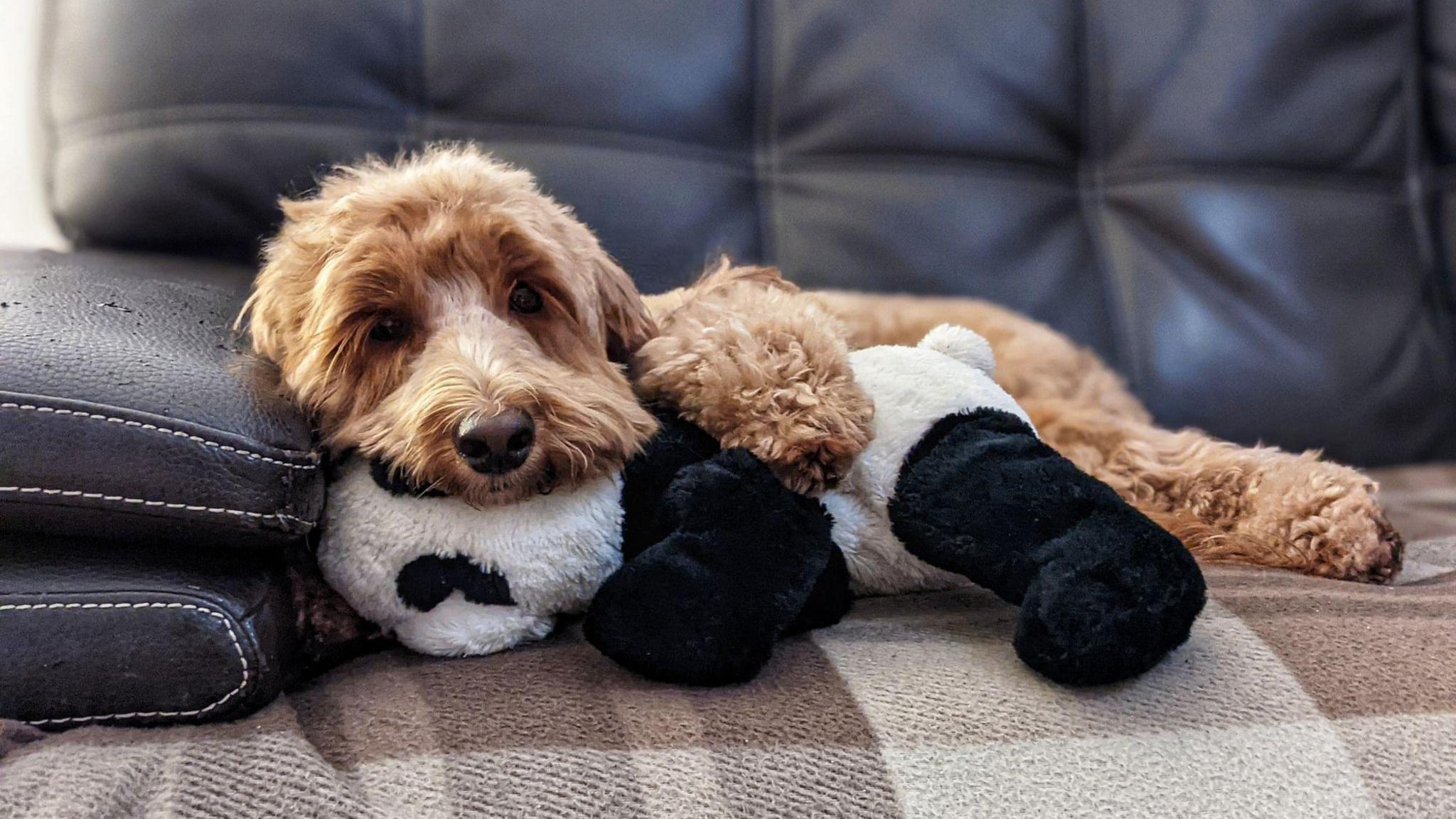 Dog lying on the sofa and cuddling a panda toy.