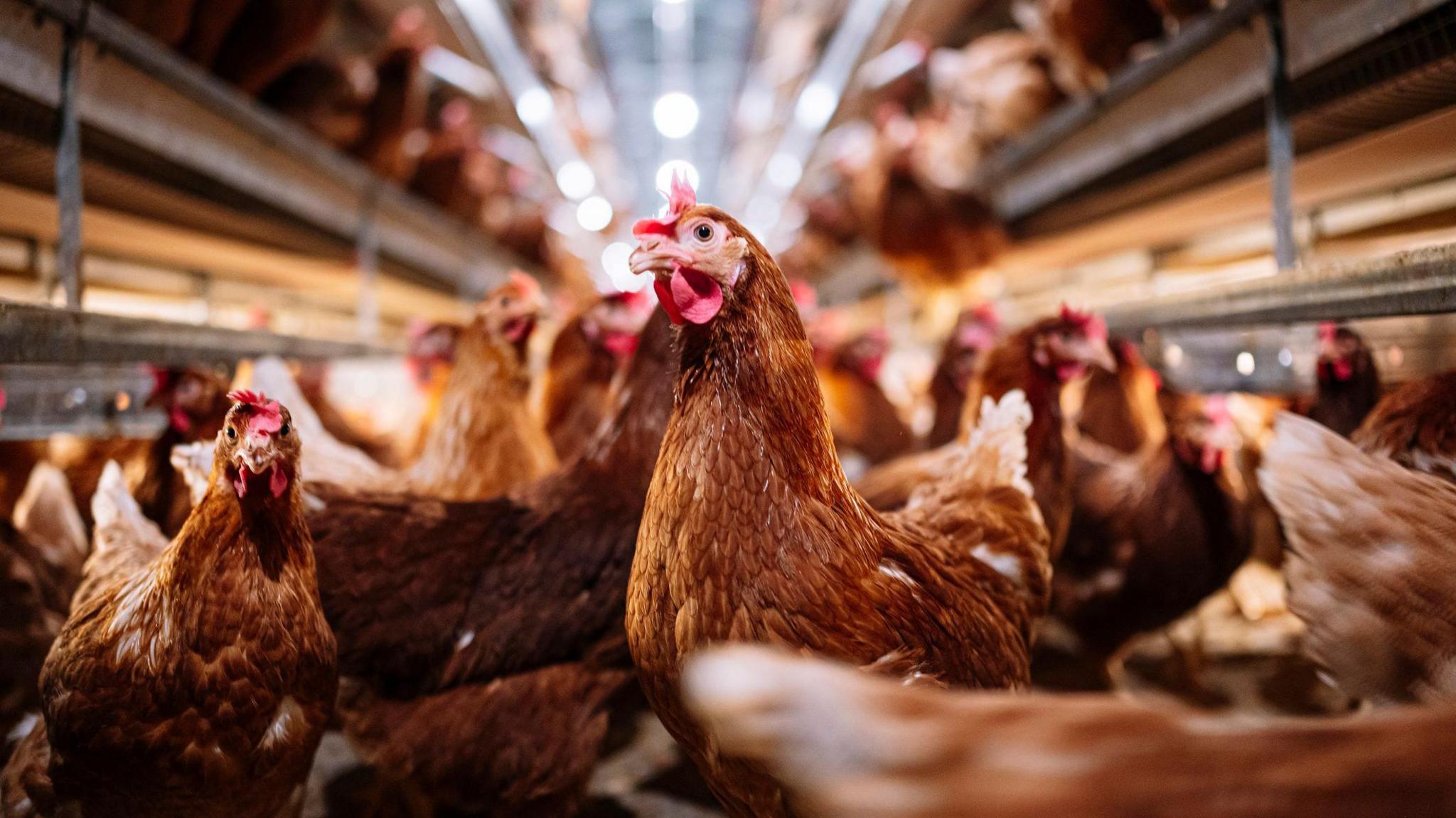 Indoor farm of brown hens