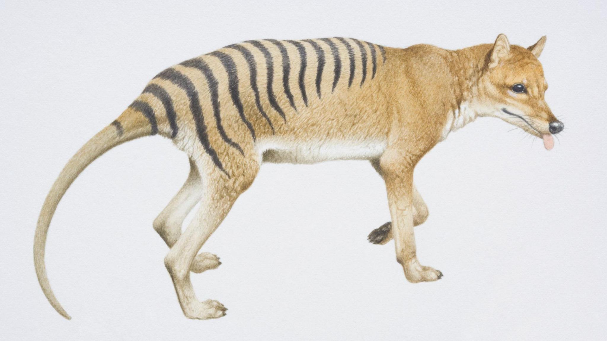 a Tasmanian tiger