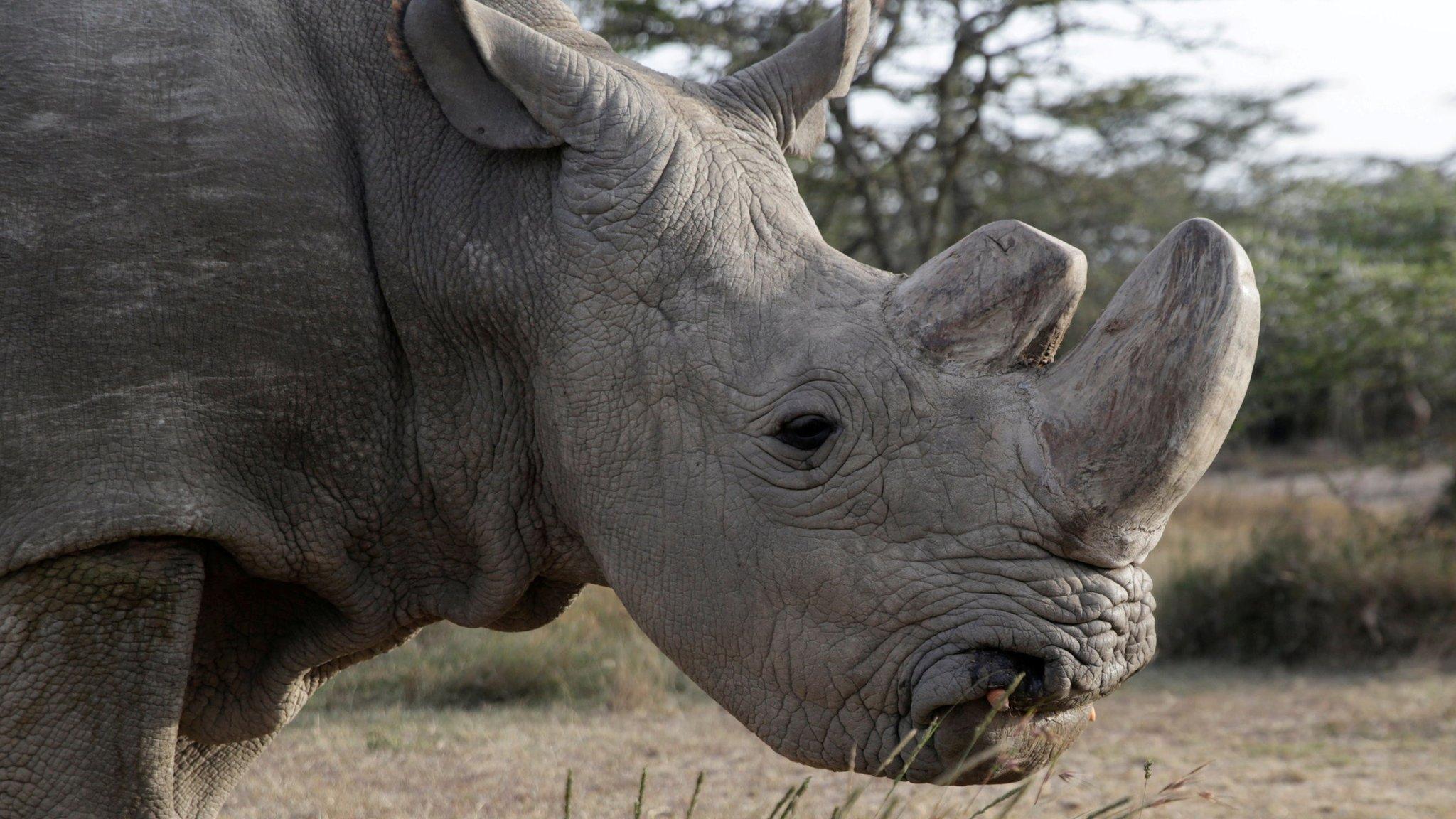 Sudan, the last surviving male northern white rhino, grazes at the Ol Pejeta Conservancy in Laikipia National Park, Kenya June 18th 2017