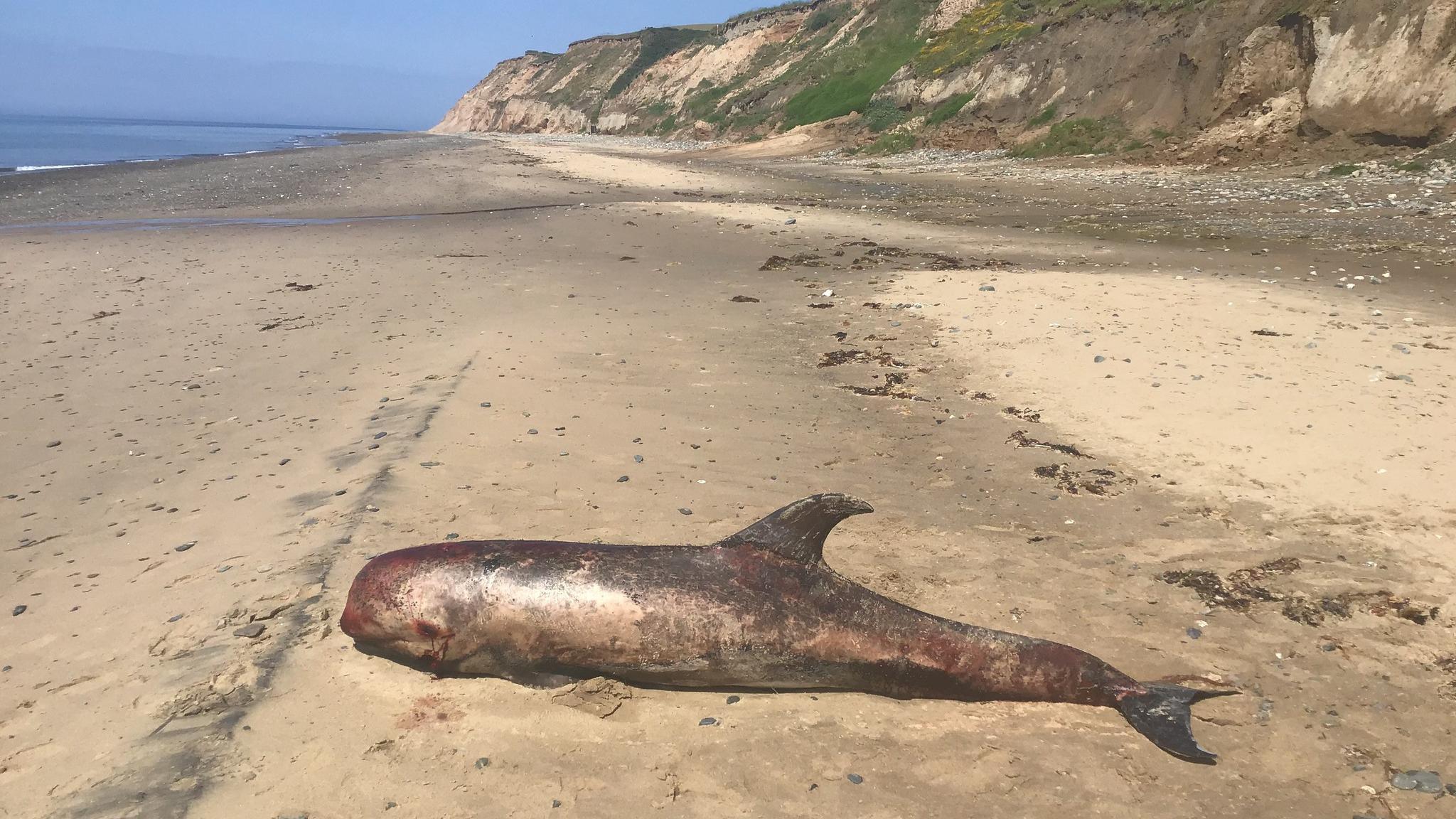 The Risso's dolphin found on a beach in Kirk Michael 