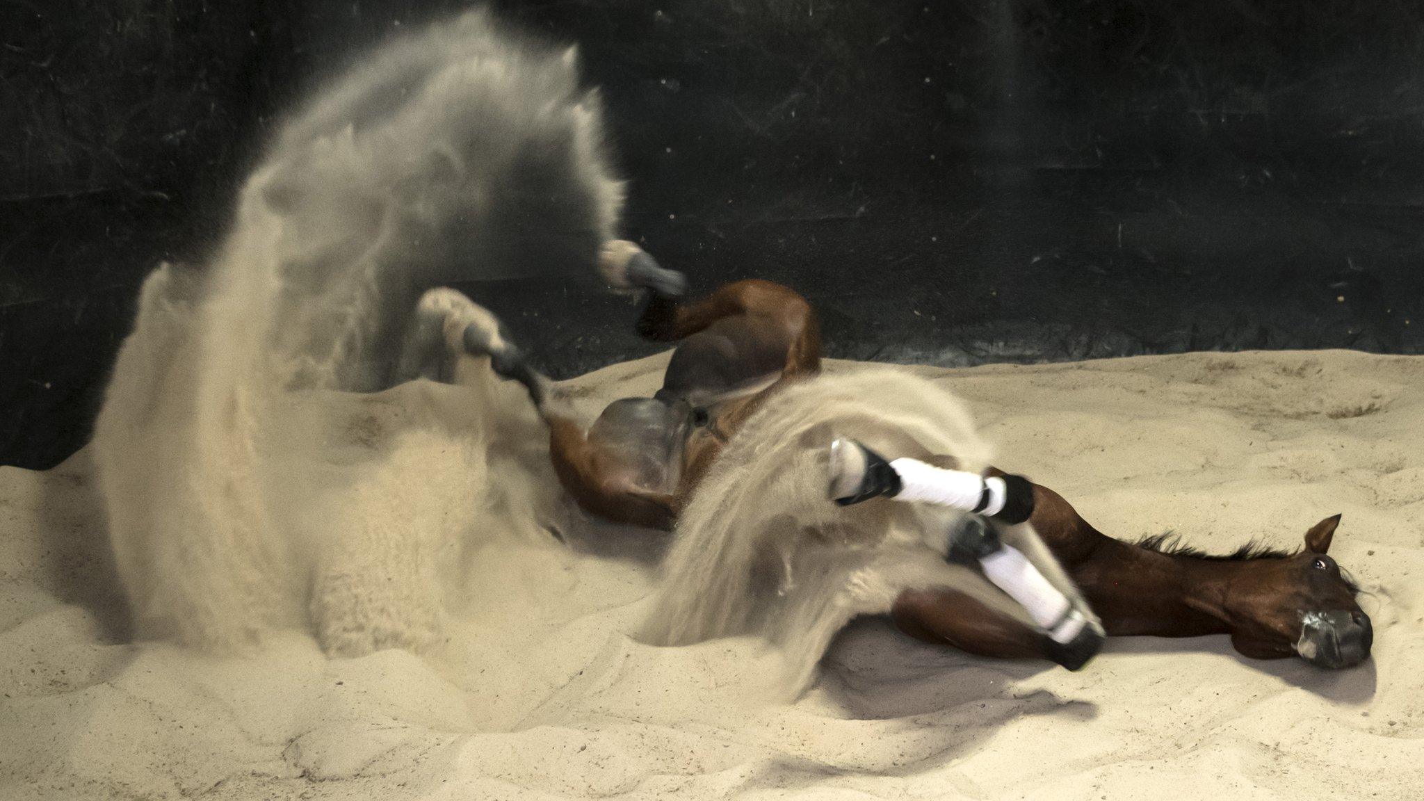 The Anthony Freedman trained Santa Ana Lane has a roll in the sand after a Melbourne track work Session at Flemington