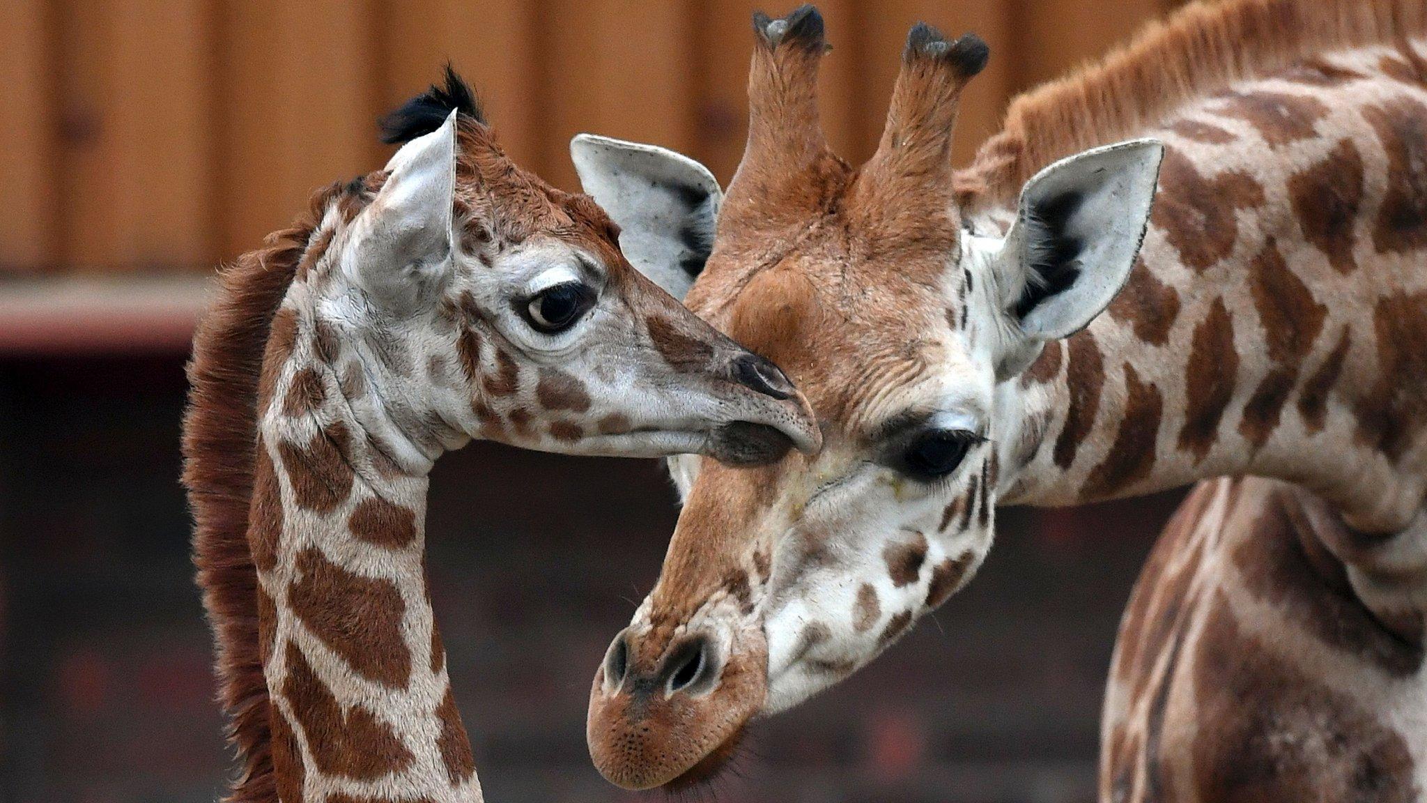 Giraffes at Chester Zoo