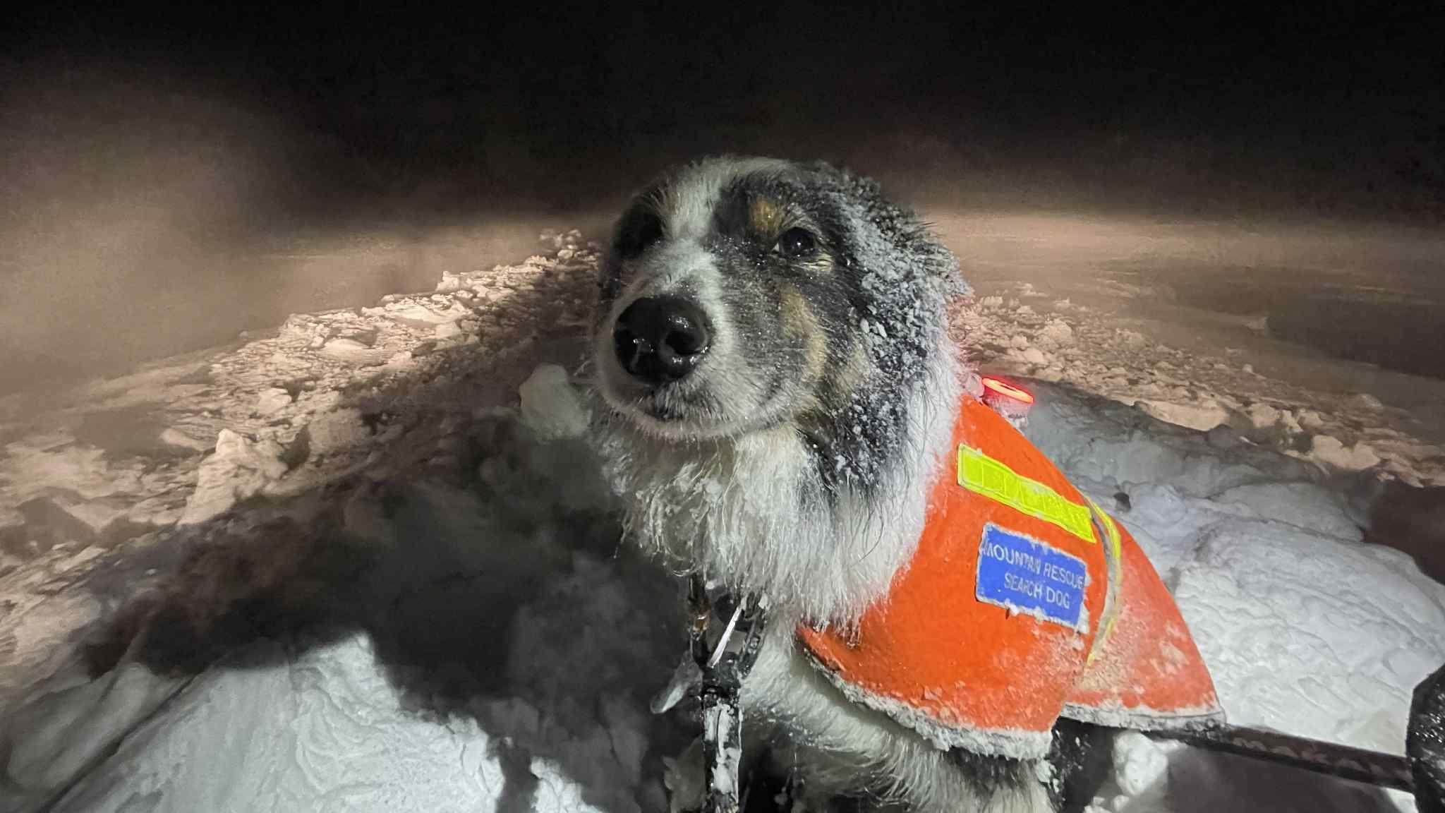 A dog called Tarn, who is a tri-colour border collie, wears a mountain rescue bright orange coat. She is sitting in snow and is covered in frost and snow particles.