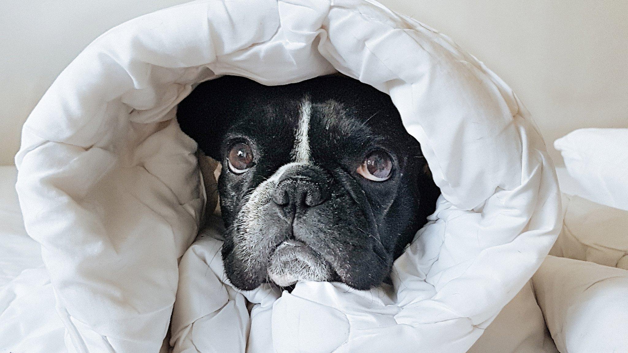 A small dog under a duvet