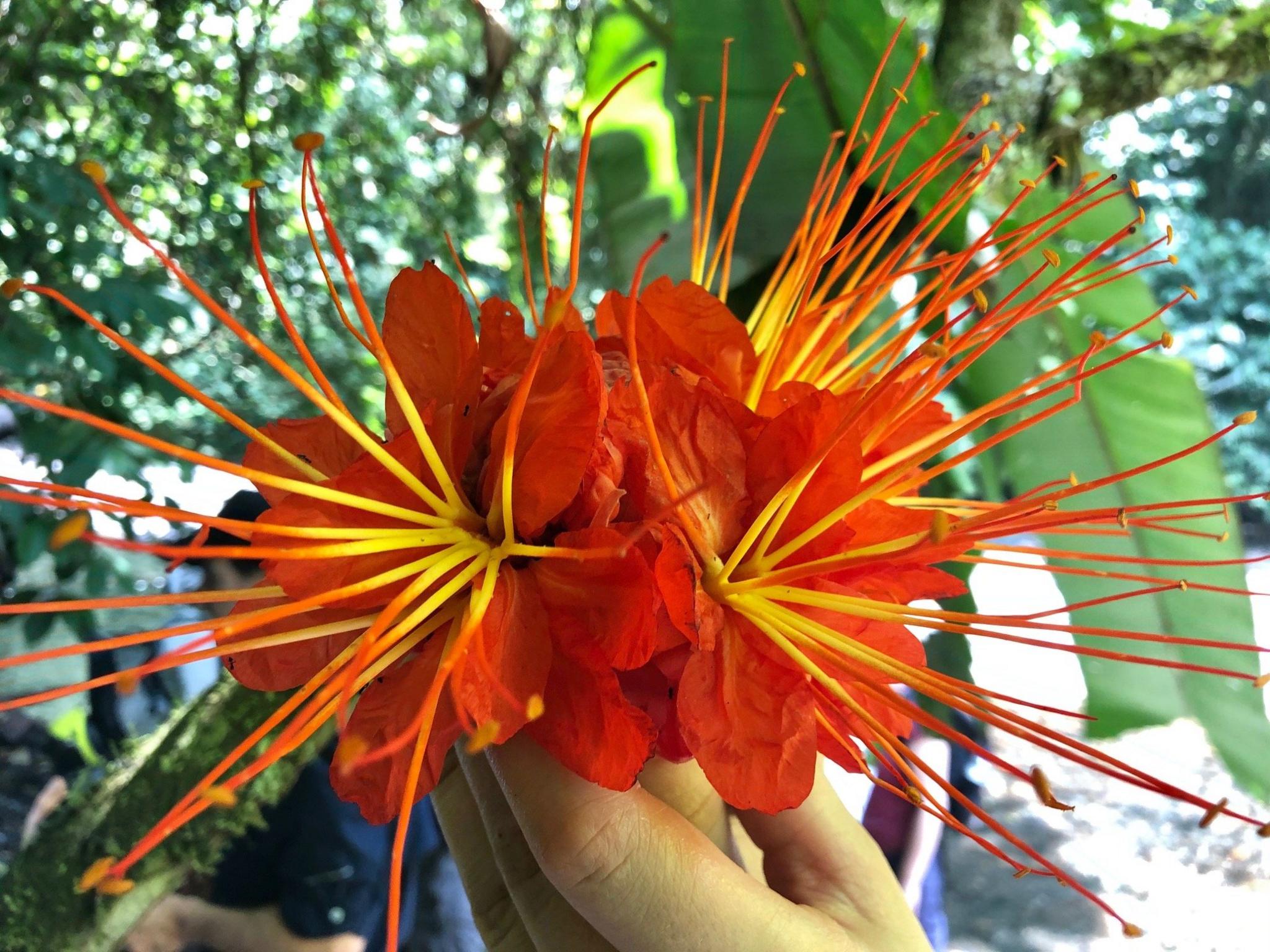 Red and yellow tropical flower. Palo cruz, Brownea macrophylla.