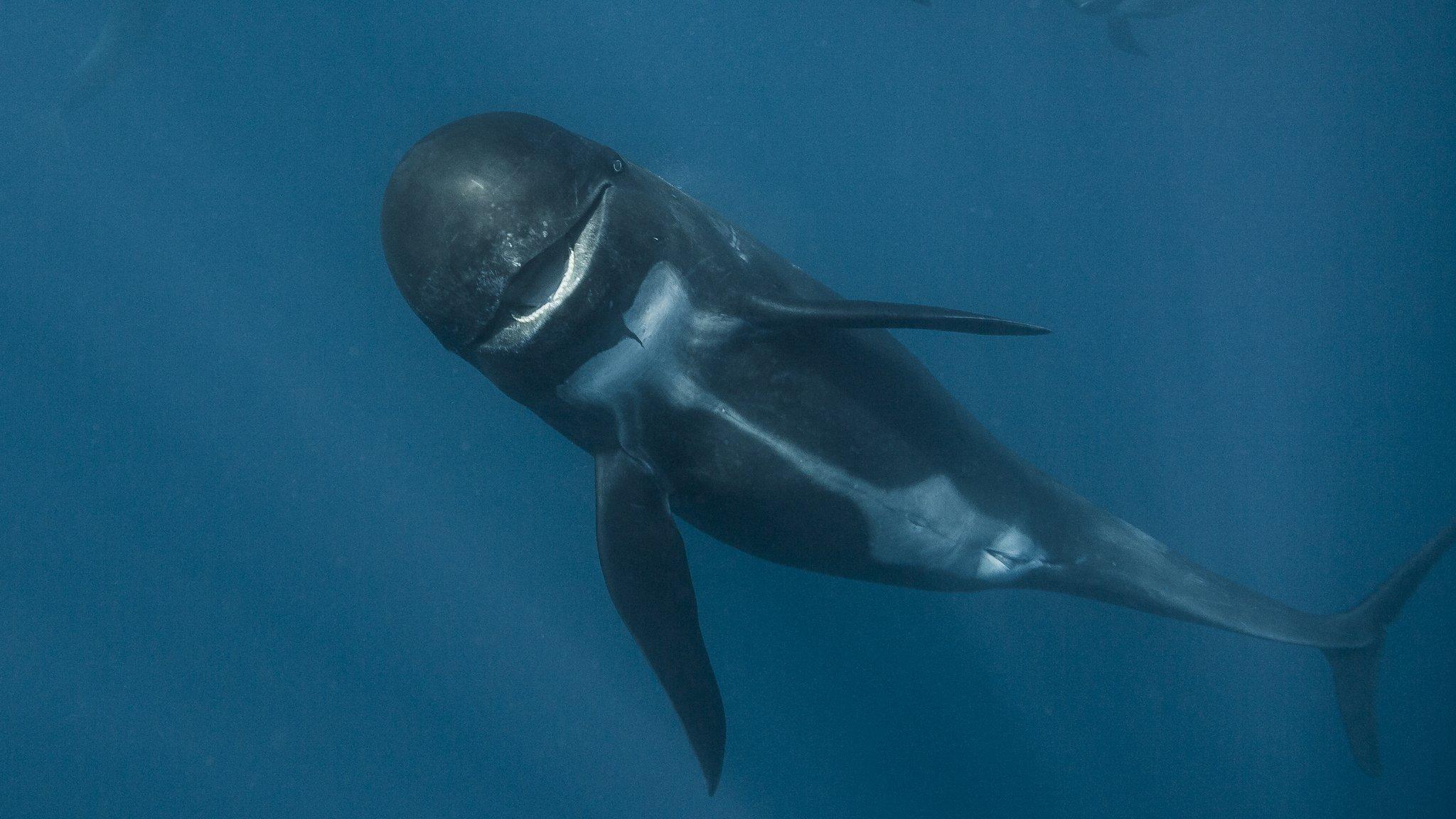 Long finned pilot whale