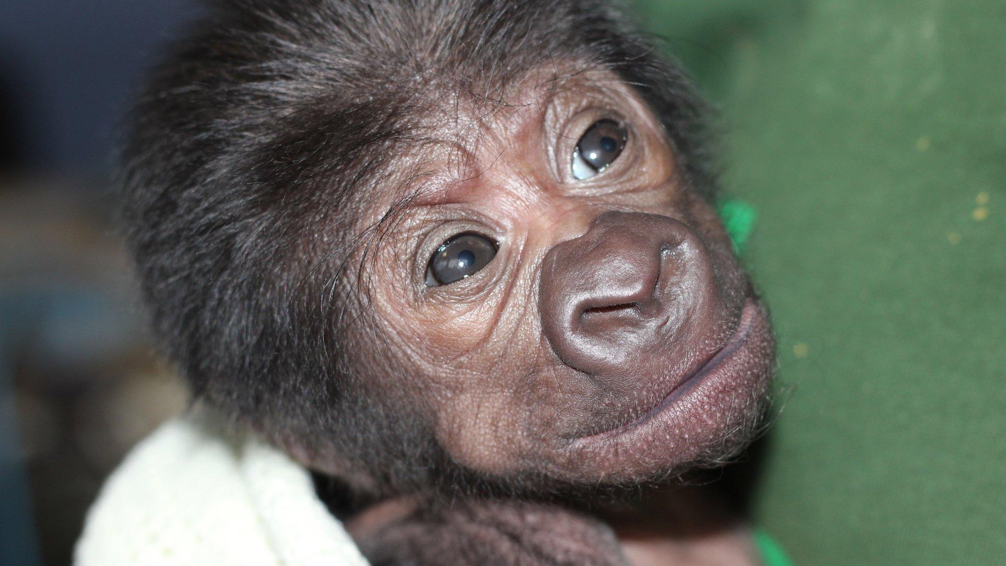 Baby gorilla