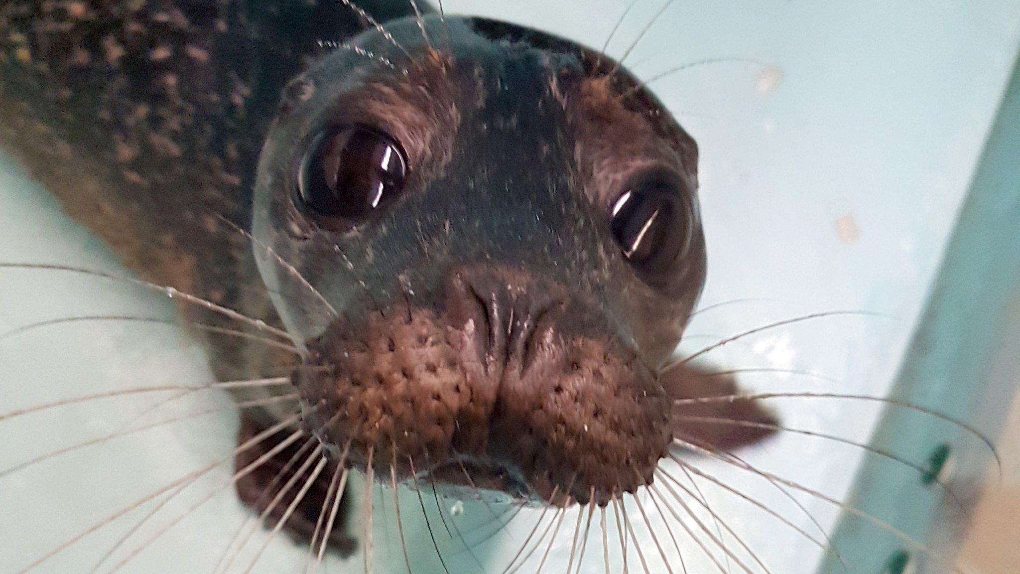 Seal pup Ollie